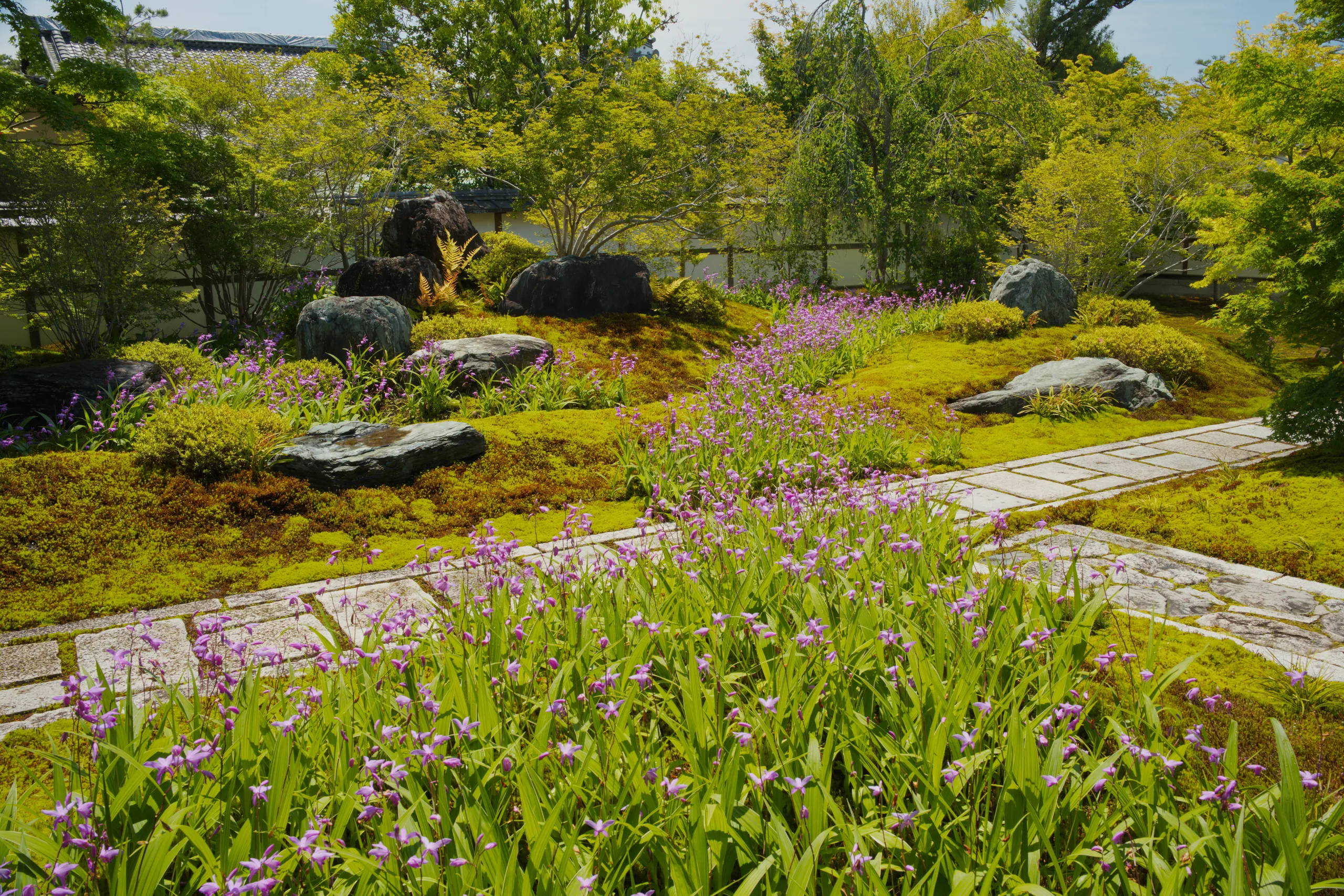 Japanese garden with purple blooming iris flowers, curved stone stepping path, and manicured plantings.