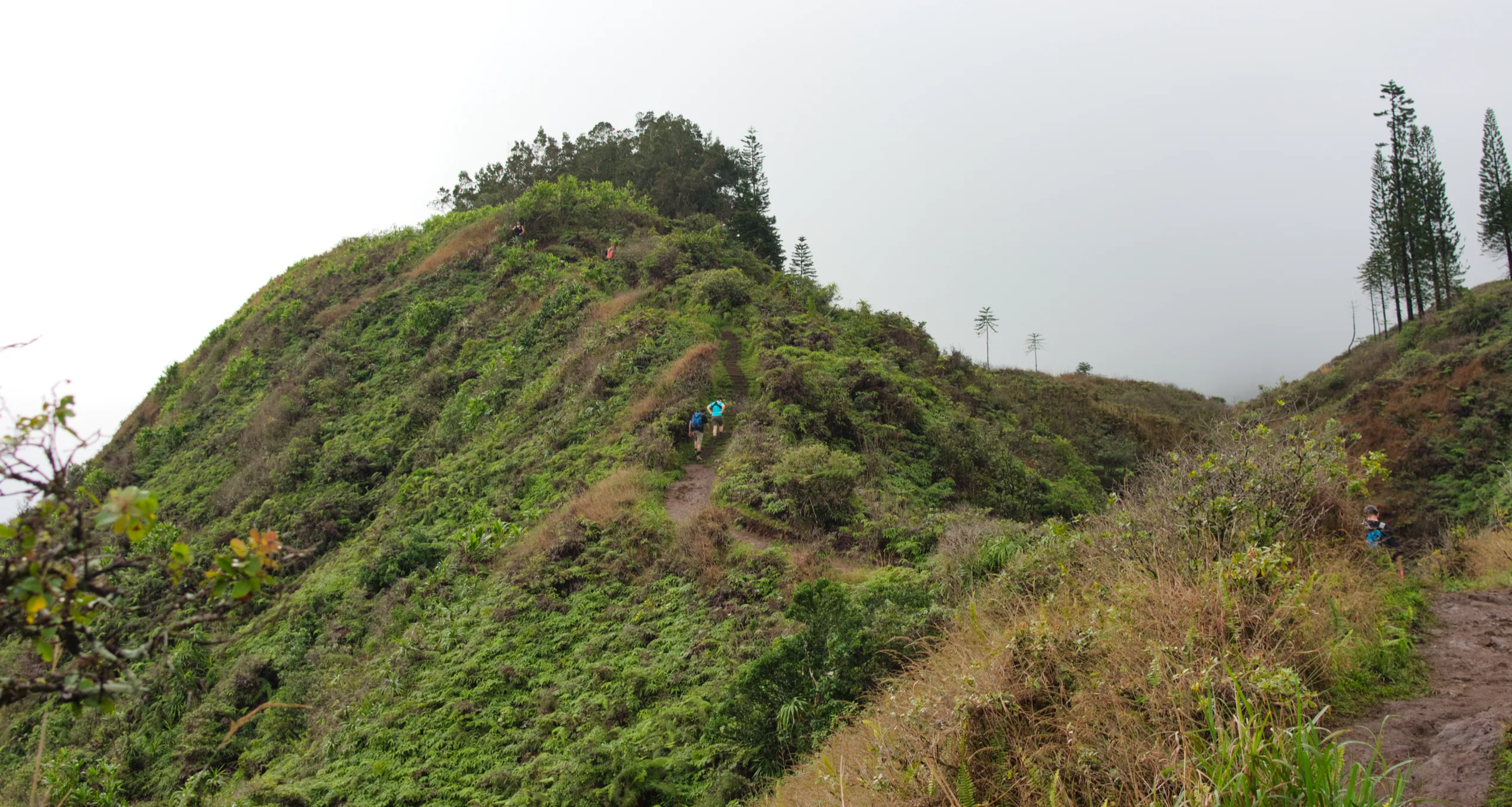 A narrow trail running along the crest of a steep green ridge, tall conifers on the skyline and cloud closing in.