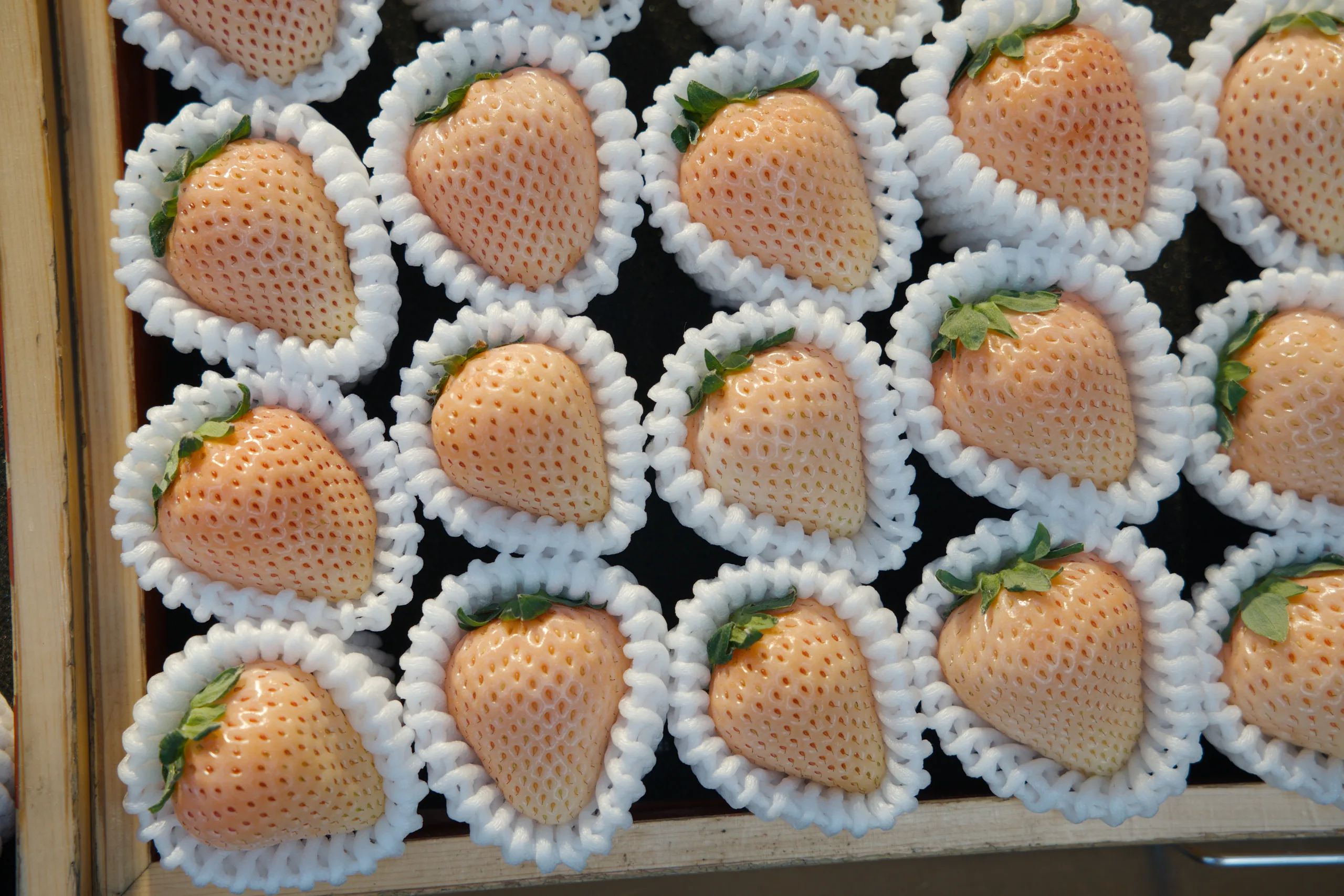 Round fruits wrapped individually in white netting arranged in tightly packed rows.