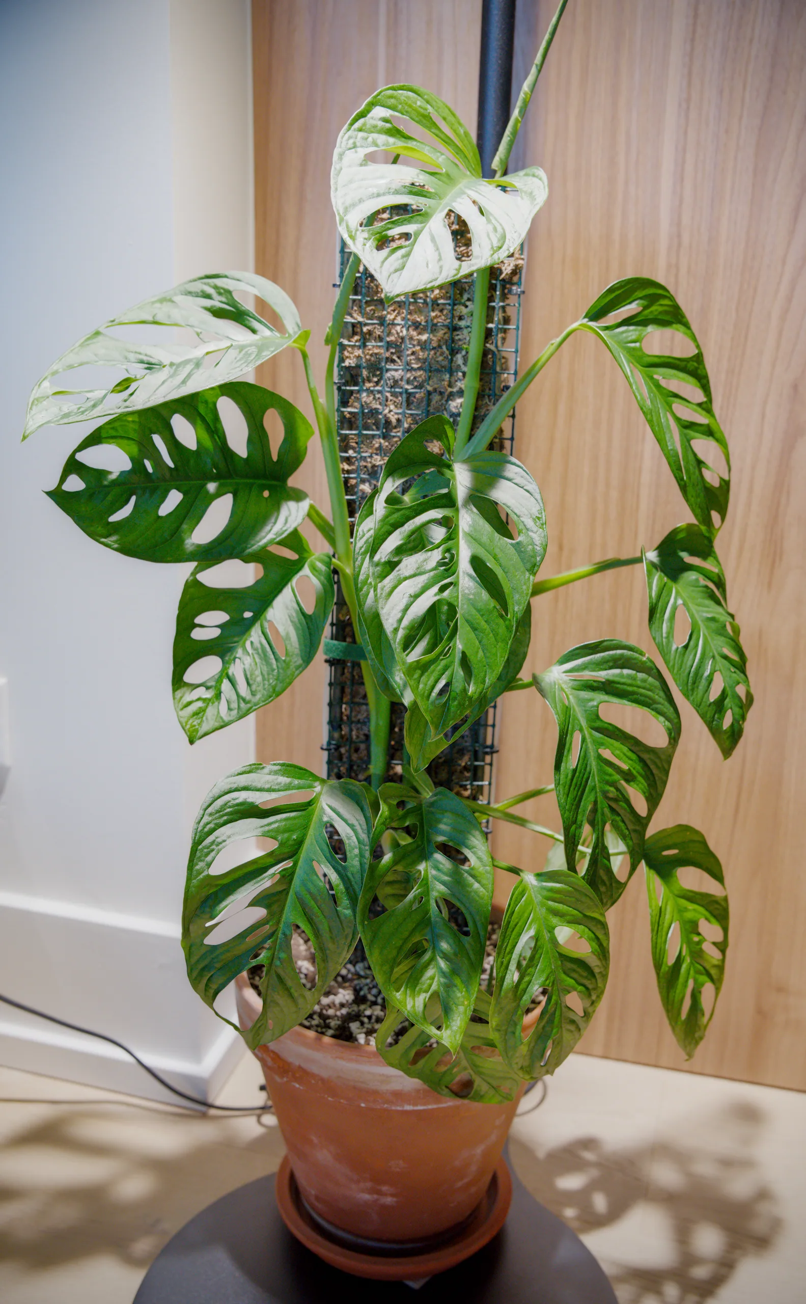 A Monstera adansonii climbing a mossed pole in a terracotta pot, roughly a dozen perforated leaves arranged around it, lit from one side against a wooden door.