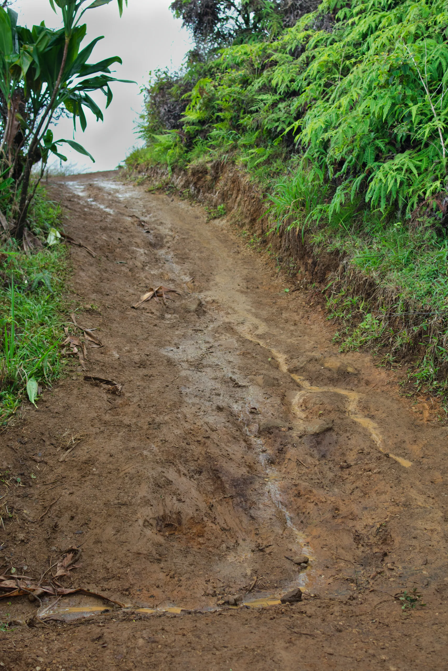 A rutted red-earth track climbing between banks of dense green vegetation.
