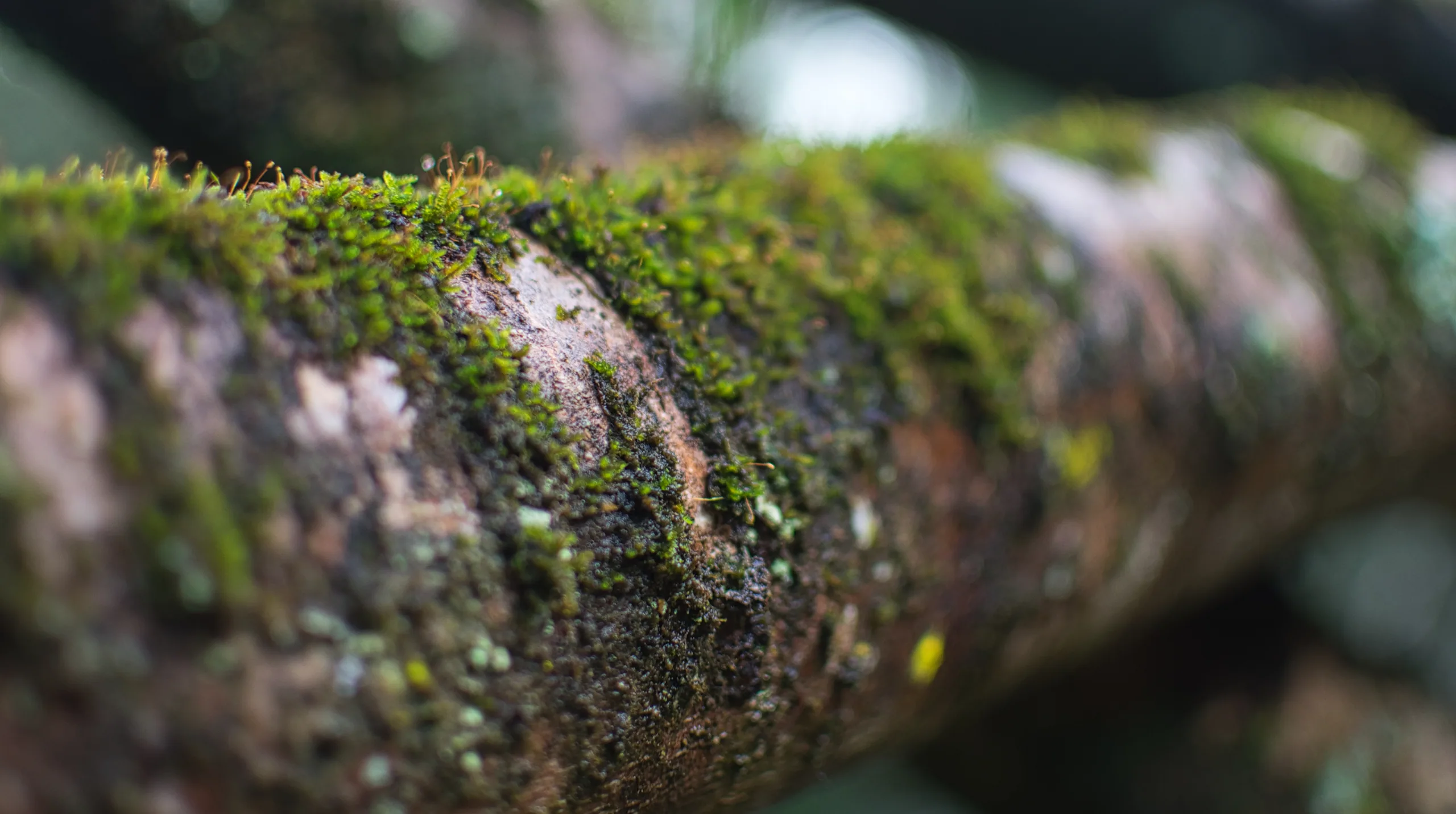 A horizontal branch thickly covered in moss and lichen, shallow focus falling away along its length.