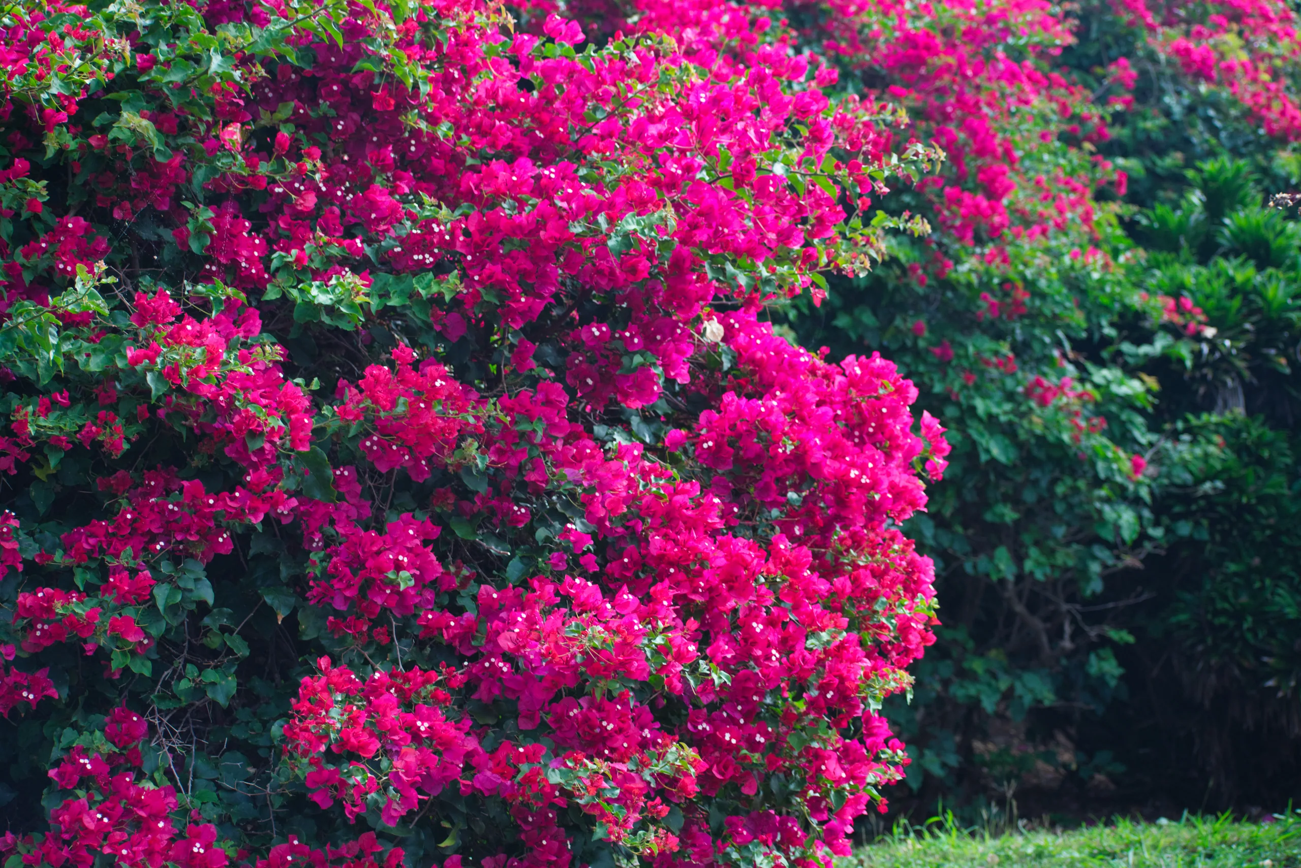 A bougainvillea in full flower, a dense mass of magenta bracts over dark green leaves.