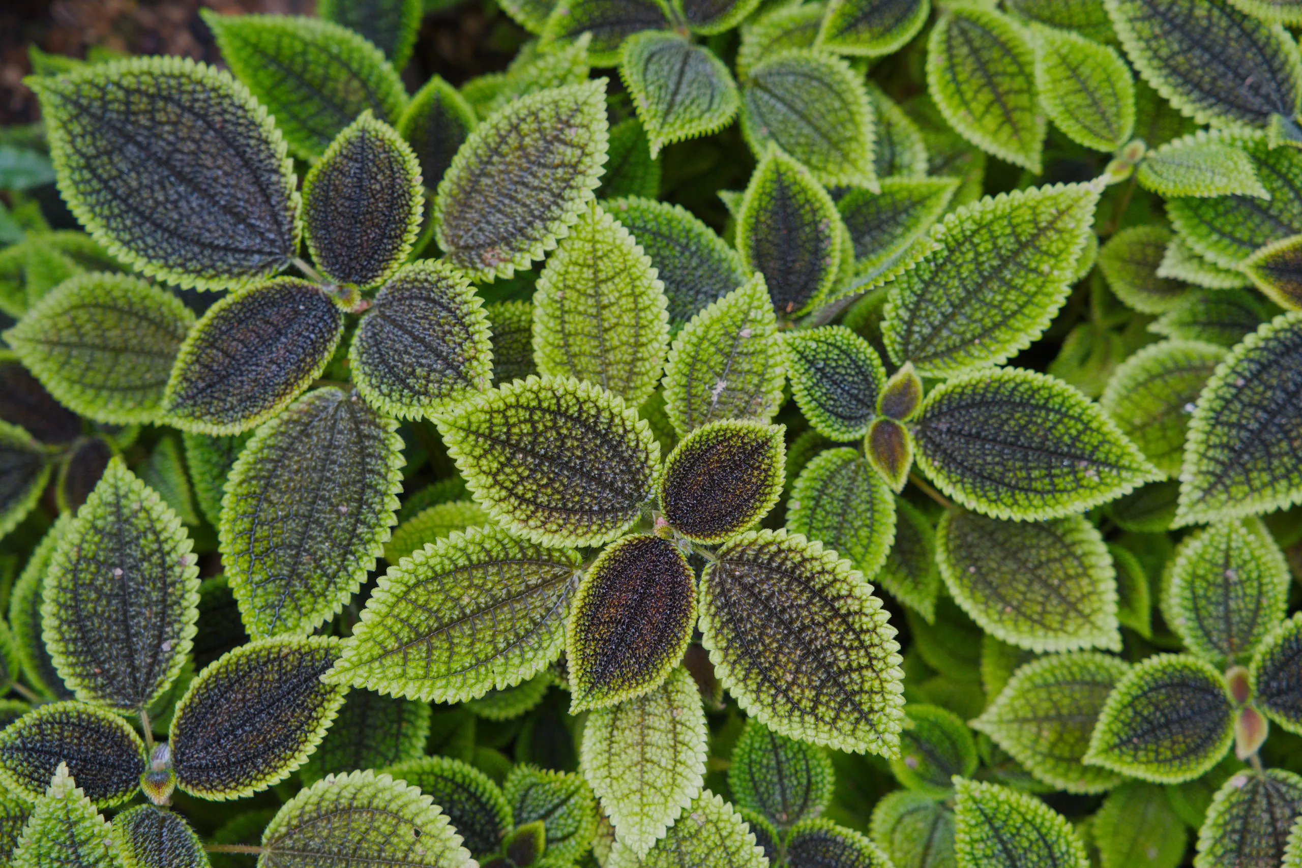 Dense clustered leaves with white-edged variegation and deep burgundy centers.
