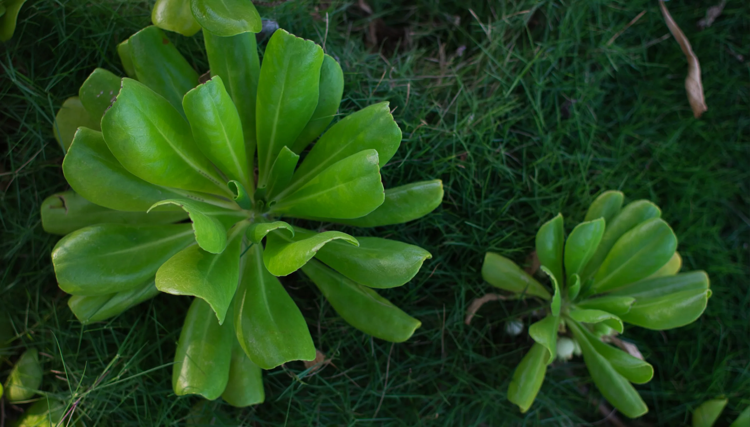 Two naupaka rosettes growing low in coarse grass, their thick pale-green leaves arranged in flat spirals.