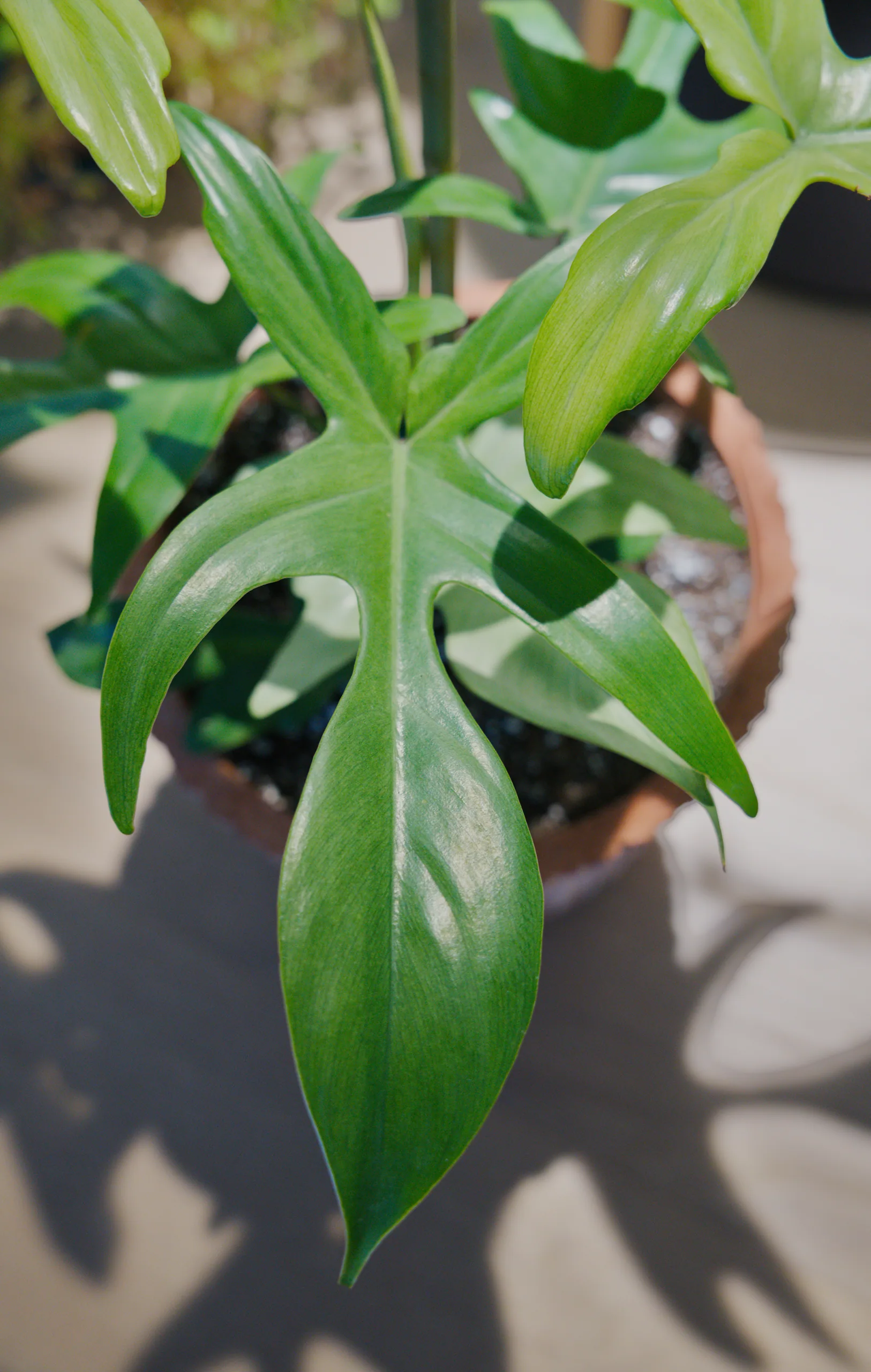 A mature Philodendron 'Florida Ghost' leaf in deep glossy green, hanging in front of the pot with paler younger leaves behind it, showing the colour the ghost-white growth eventually turns.