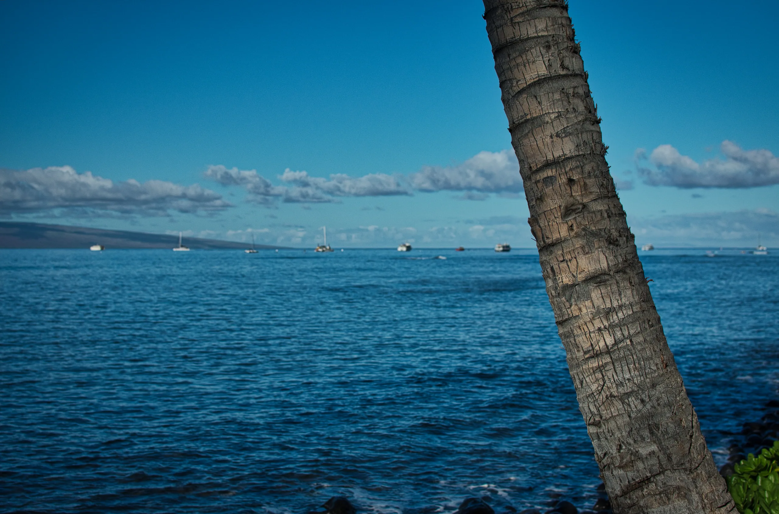 A leaning palm trunk in the foreground with calm blue ocean behind it, boats anchored on the horizon under scattered cloud.