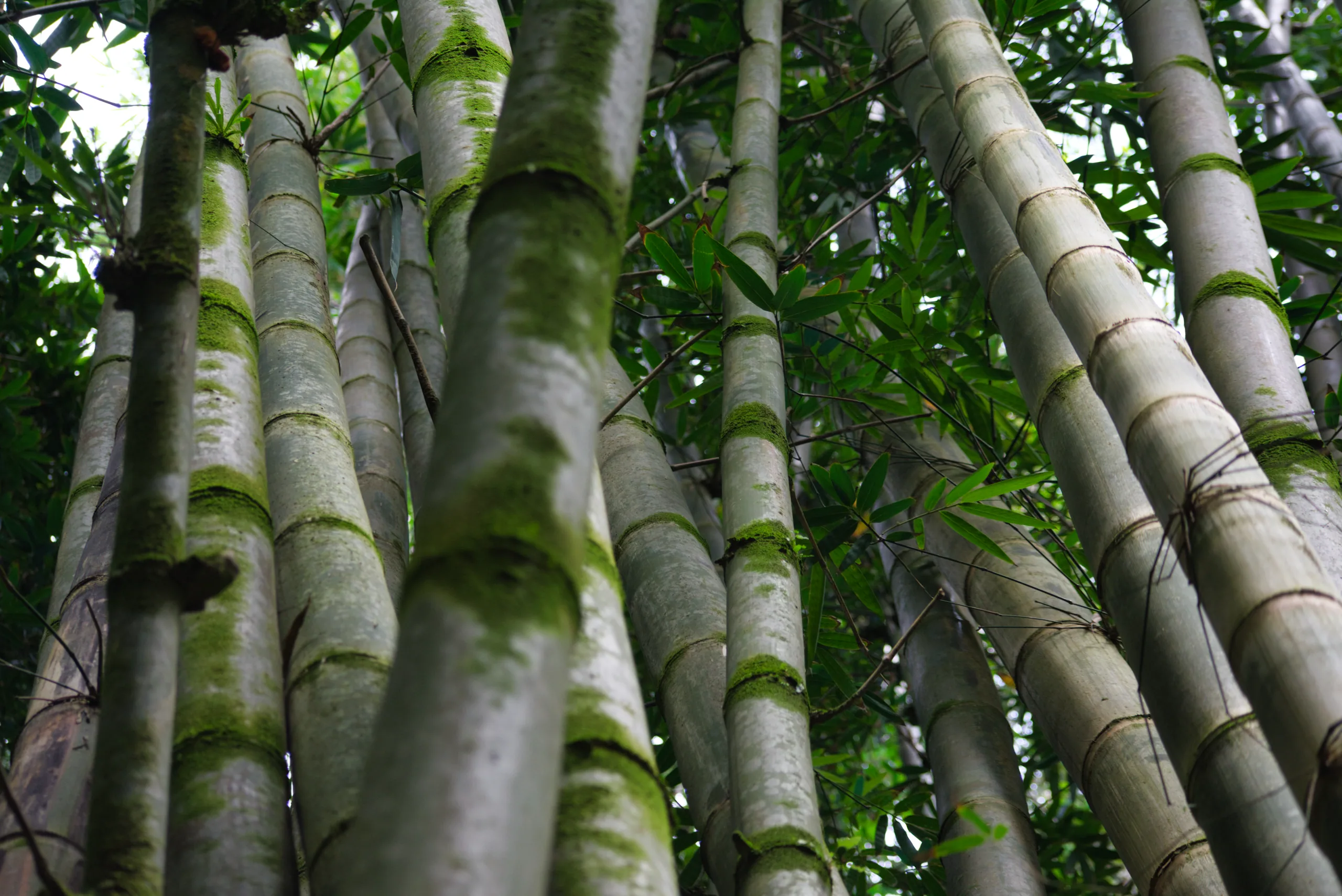 A stand of thick bamboo culms leaning across the frame, their jointed stems mottled with moss.