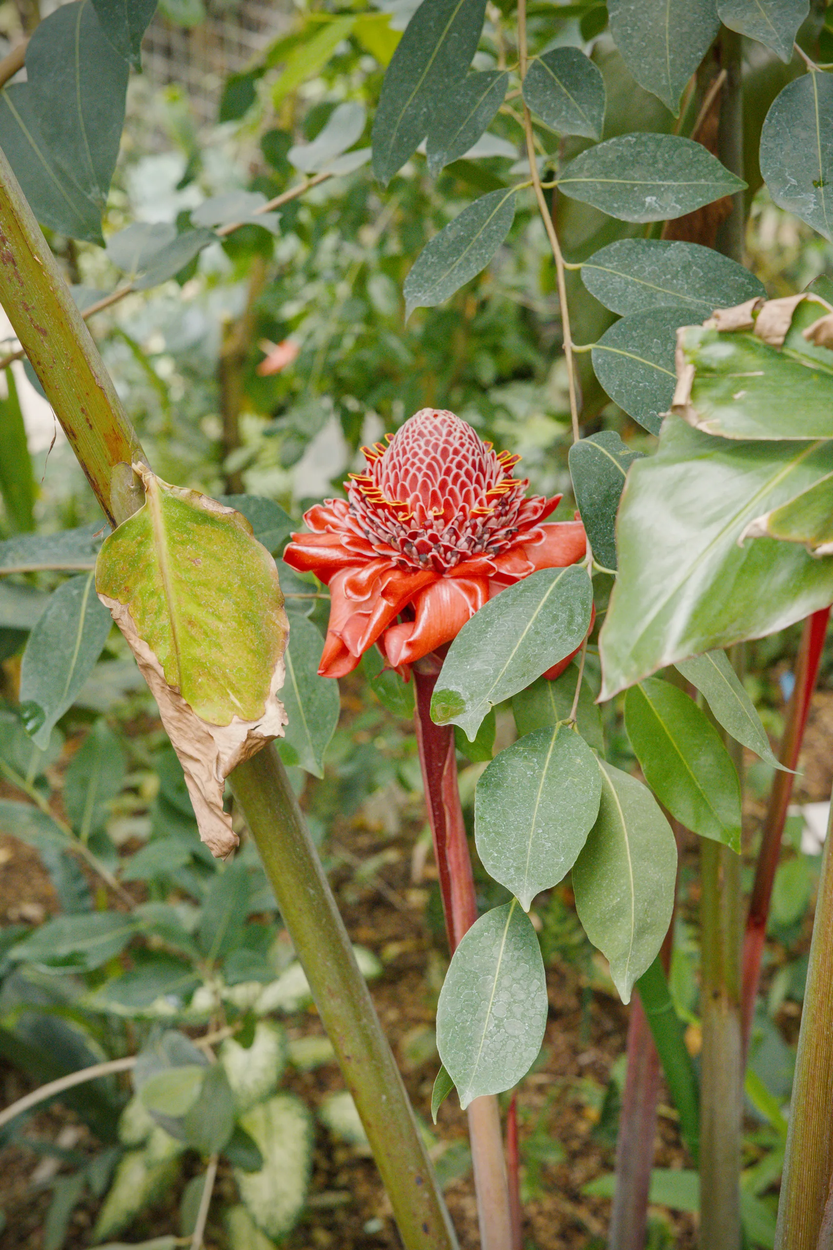 A red torch ginger flower with a bumpy inflorescence rises above green foliage.