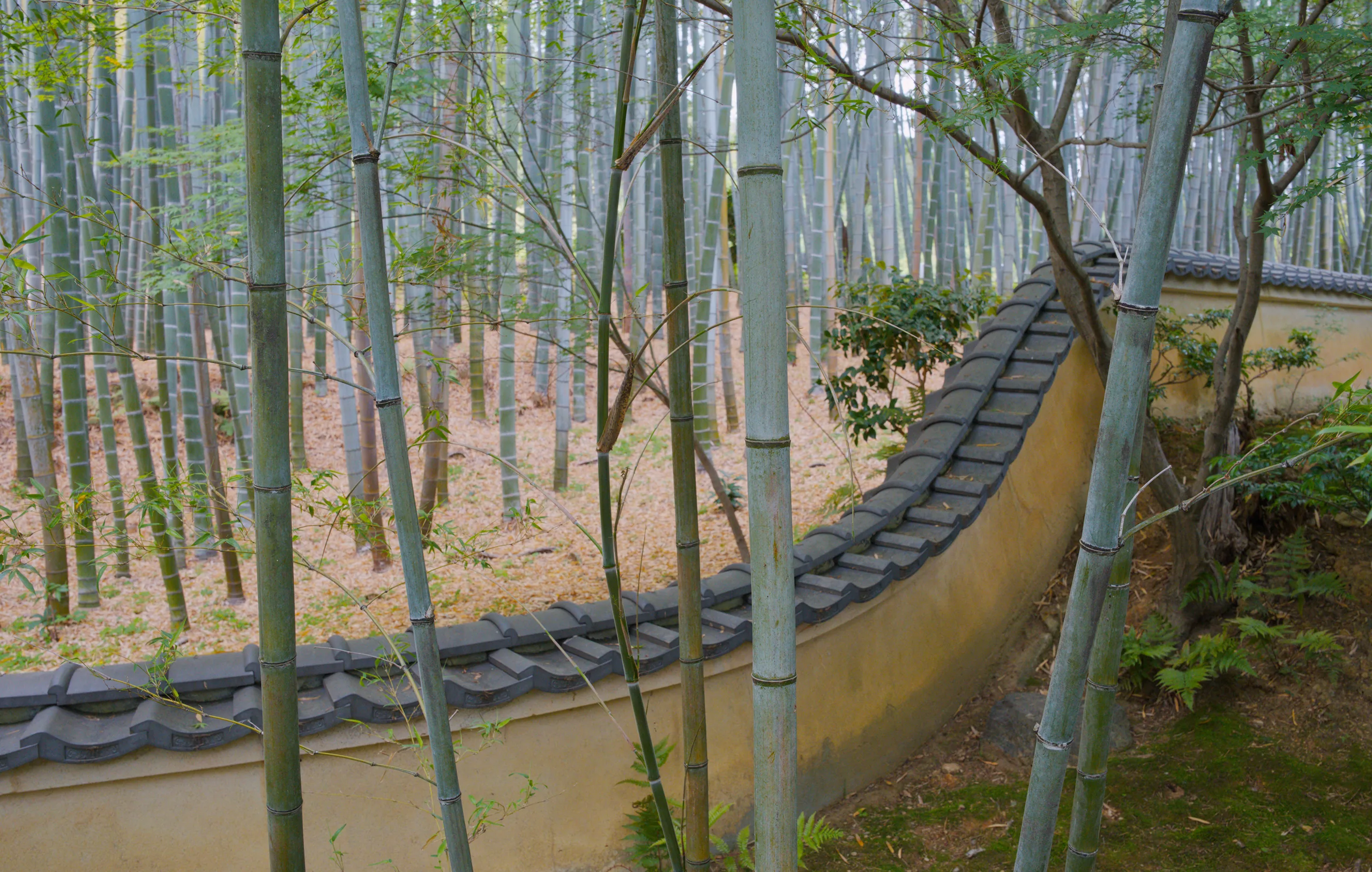 A wooden boardwalk descends through a dense bamboo forest with metal railings guiding the path.
