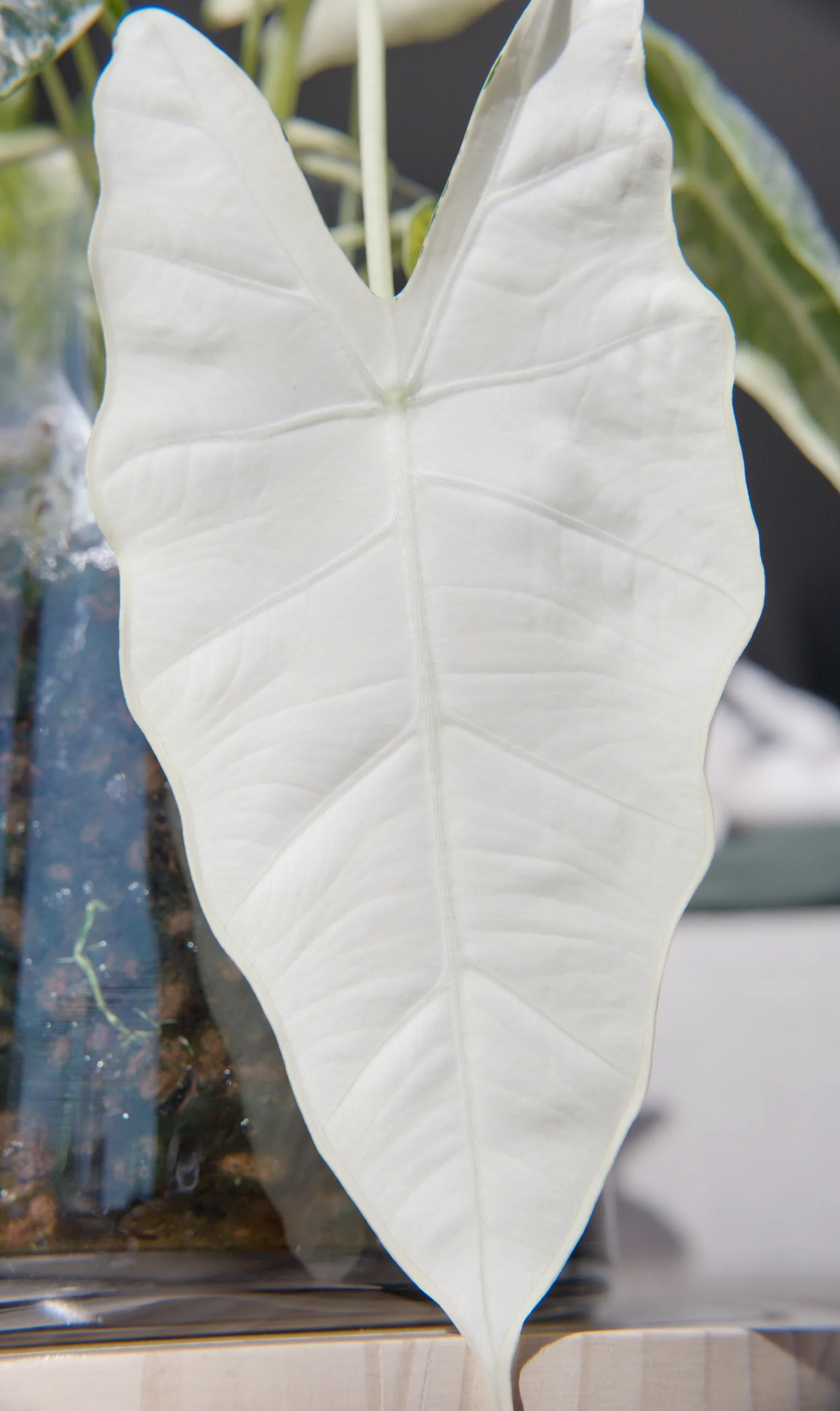 A wholly white Alocasia micholitziana 'Frydek' Variegata leaf photographed against the light, every vein and quilted panel visible through the blade, the glass pot and its clay pebbles blurred behind.