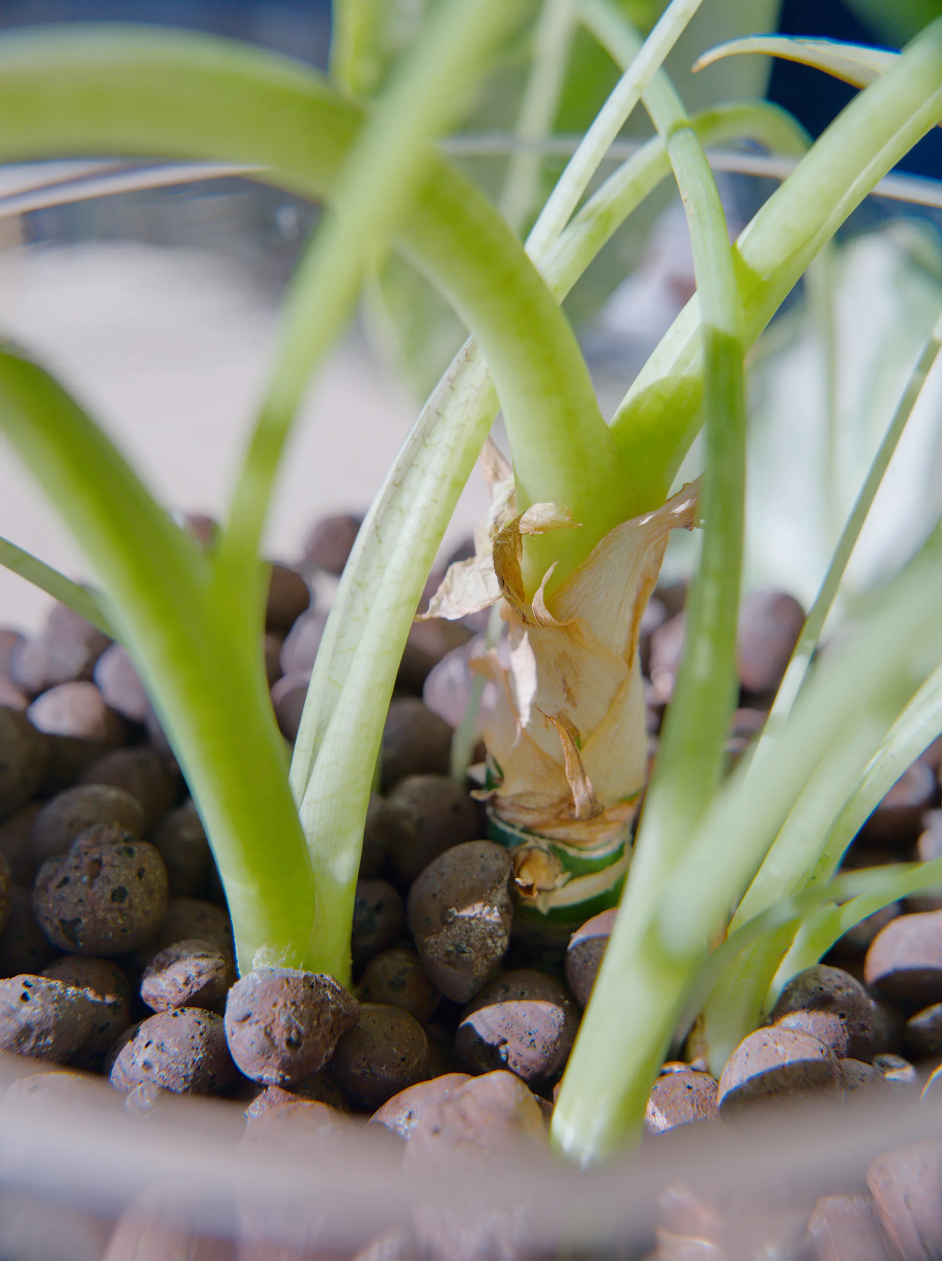 Pale green petioles of a variegated Alocasia micholitziana 'Frydek' Variegata rising out of expanded clay pebbles in a glass pot, a dried sheath still wrapped around the corm at the centre.