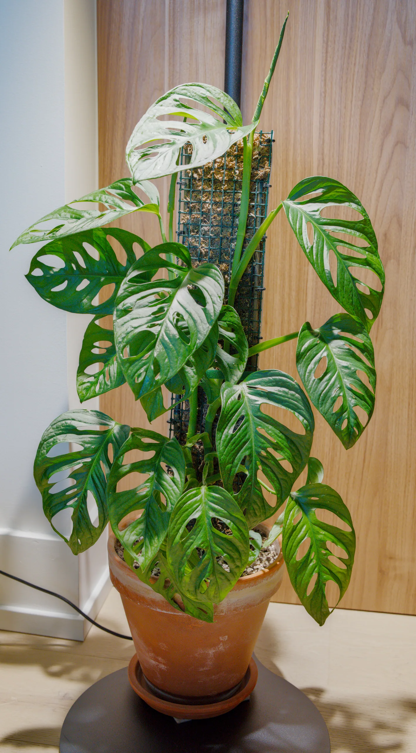 A Monstera adansonii photographed square-on, a furled new leaf at the top of the moss pole and mature perforated leaves fanning out below it.