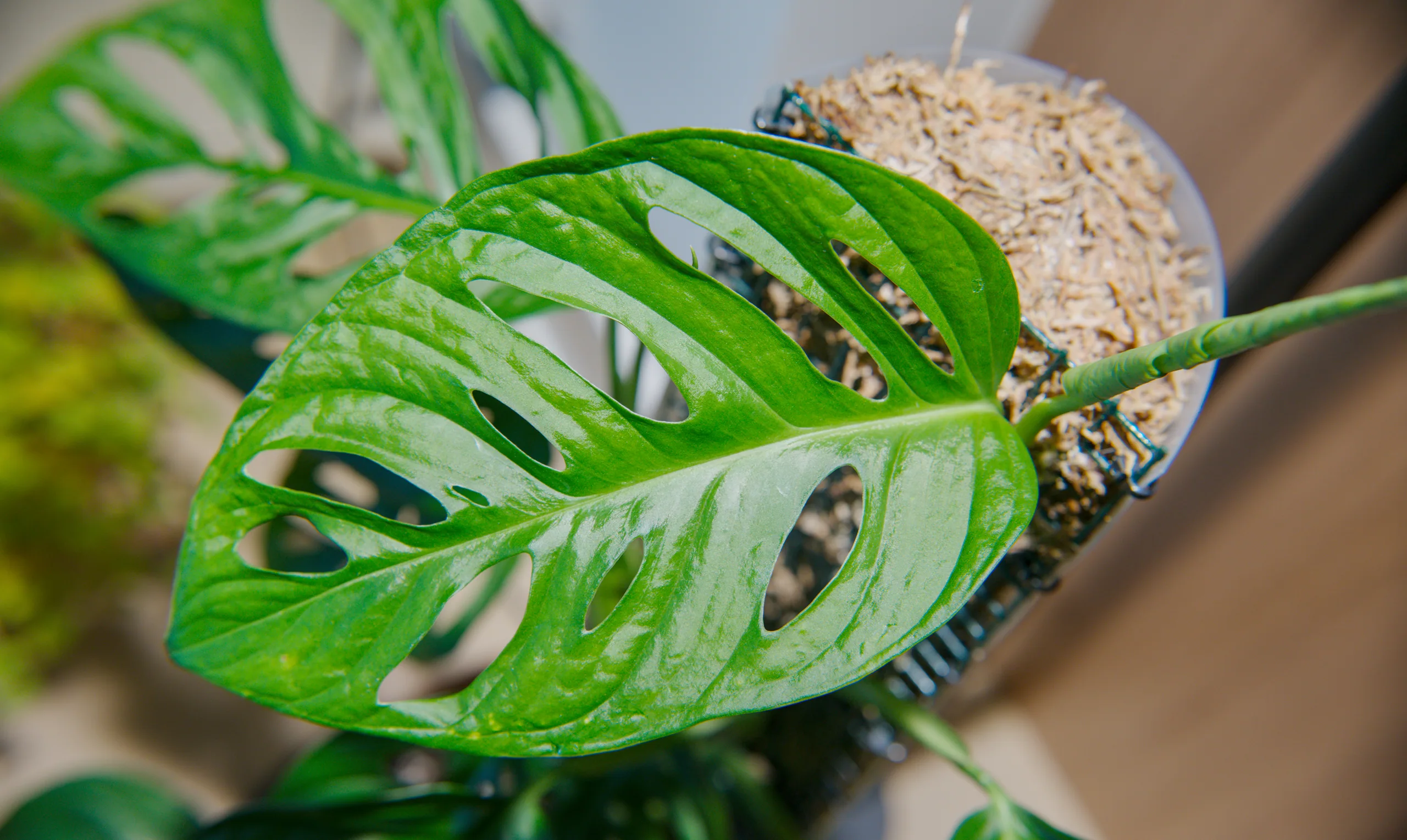 A Monstera adansonii leaf lying almost flat across the frame with a net pot of sphagnum behind it, its holes arranged in two ranks either side of the midrib.