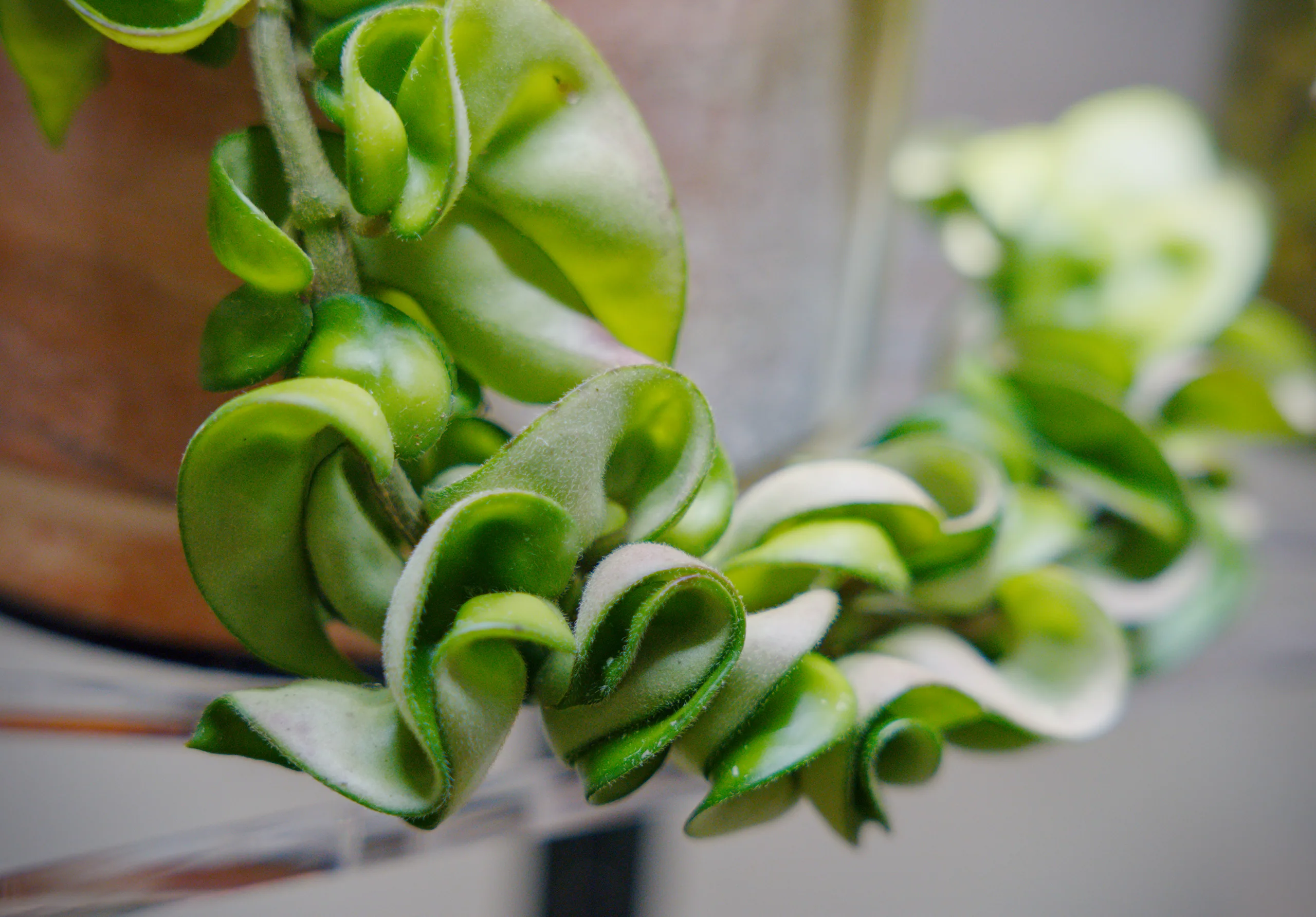 A hanging length of Hoya carnosa 'Compacta', the leaves folded back on themselves along the stem into a continuous twisted rope of green and pale cream.