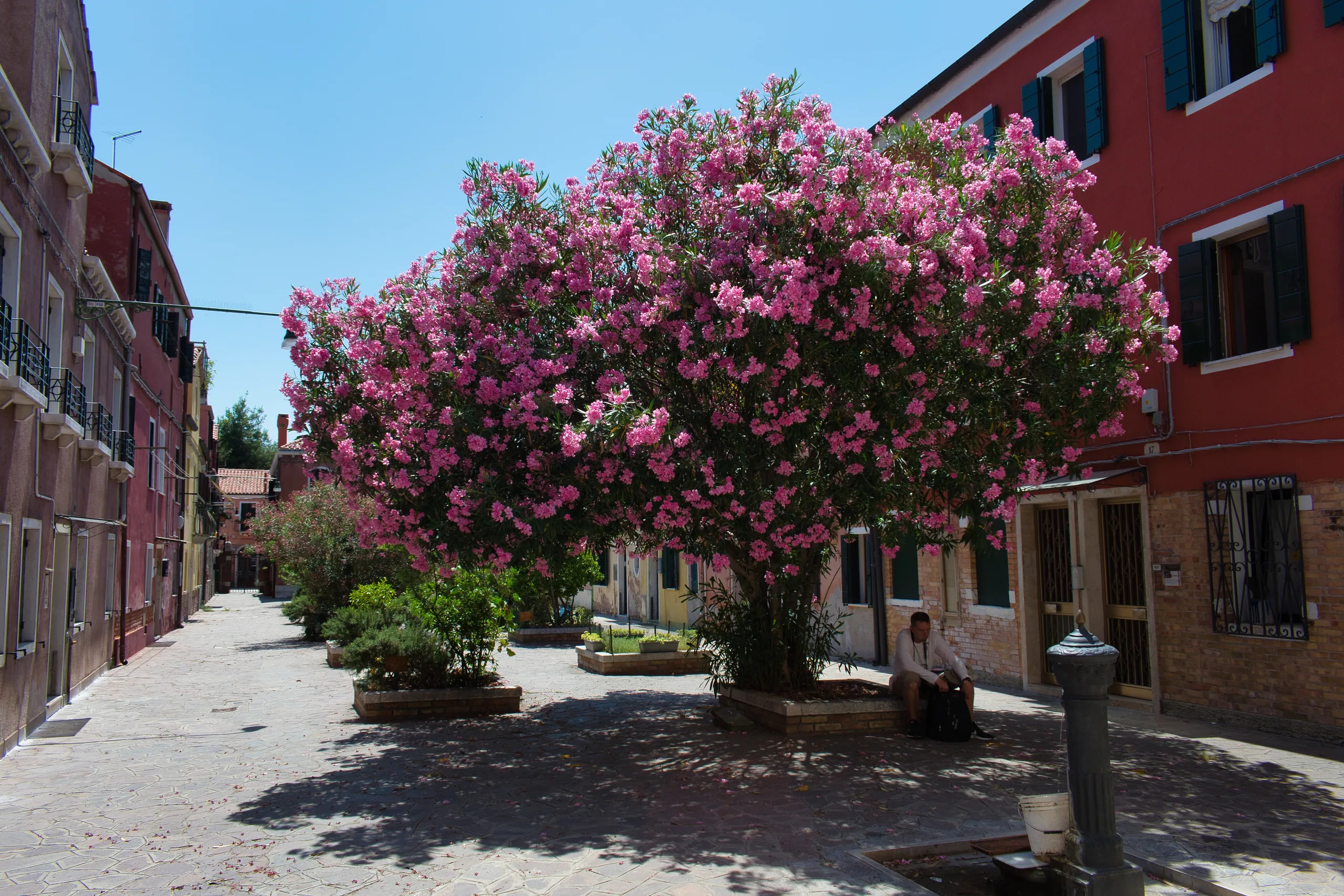 A large oleander in pink flower filling a small sunlit square on Burano, coloured houses on either side.