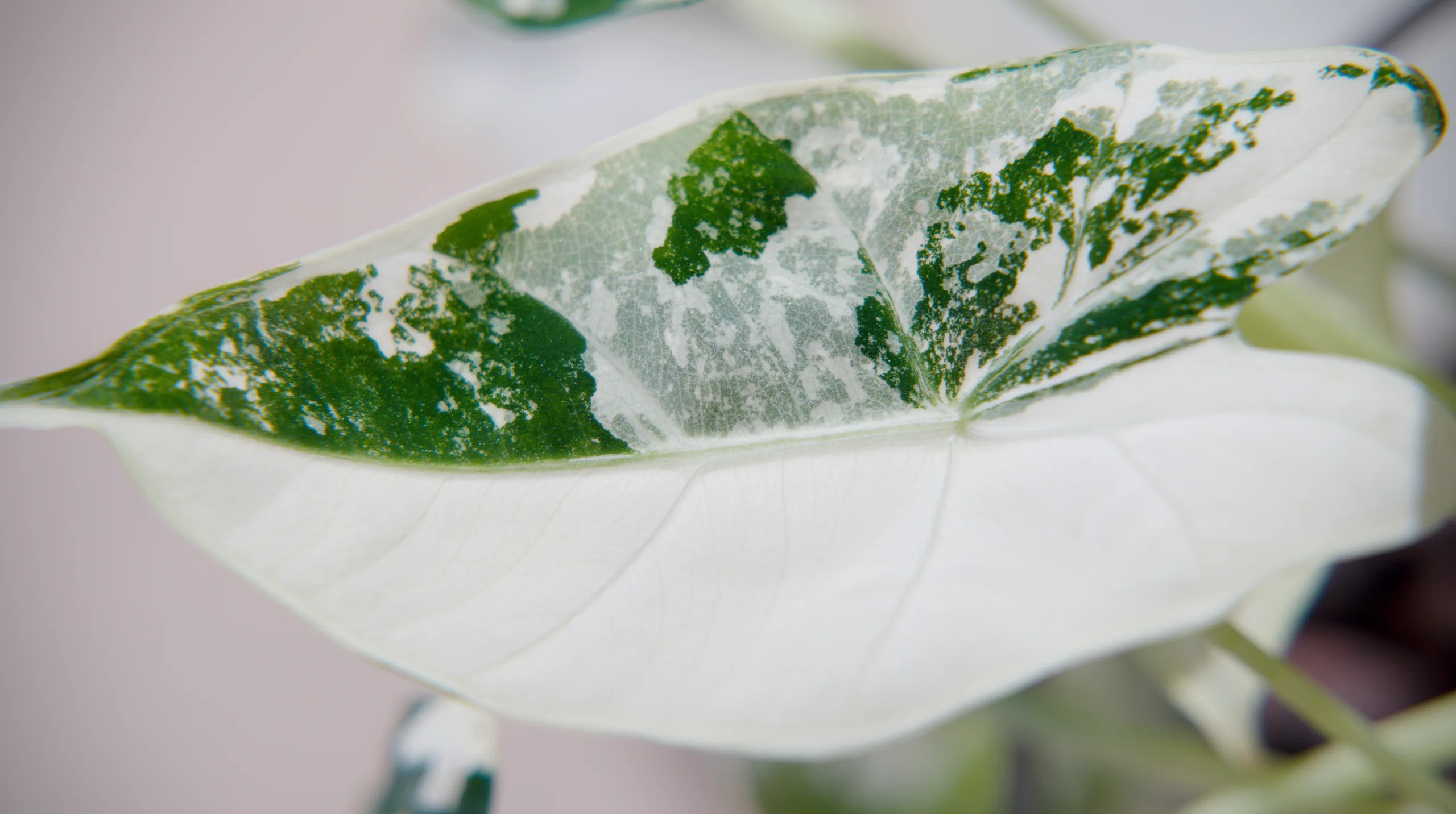 A Alocasia micholitziana 'Frydek' Variegata leaf seen from the side, its upper half mottled dark green and grey-green over cream, the lower half fading to plain white.