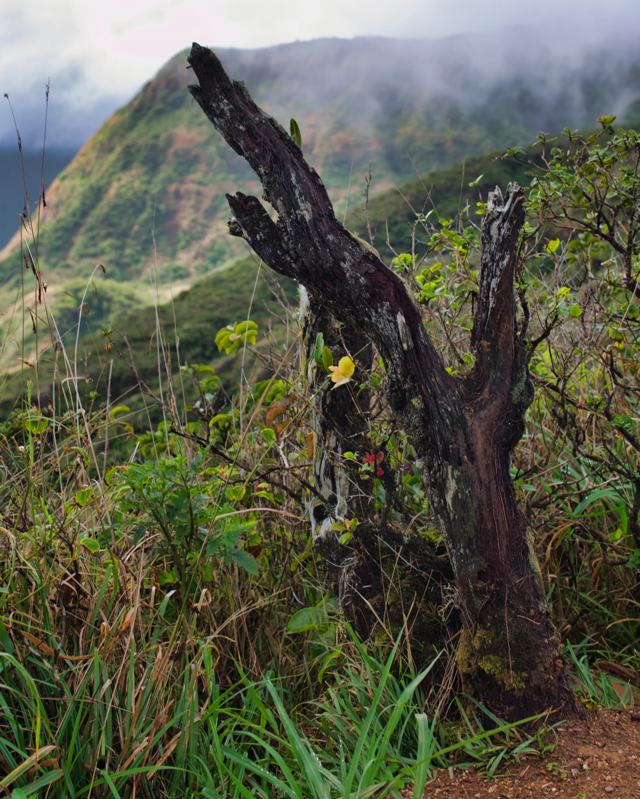 A dead silvered tree stump standing in rough grass, a green ridge and low cloud behind it.