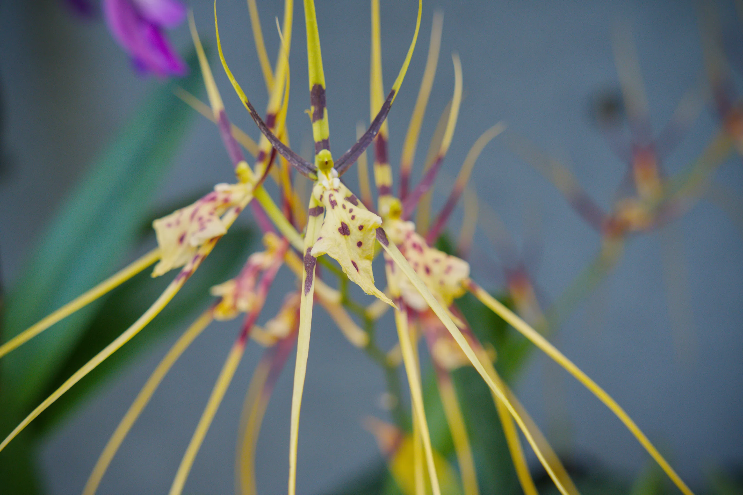 Thin, radiating stems with magenta and green bracts photographed from directly above.