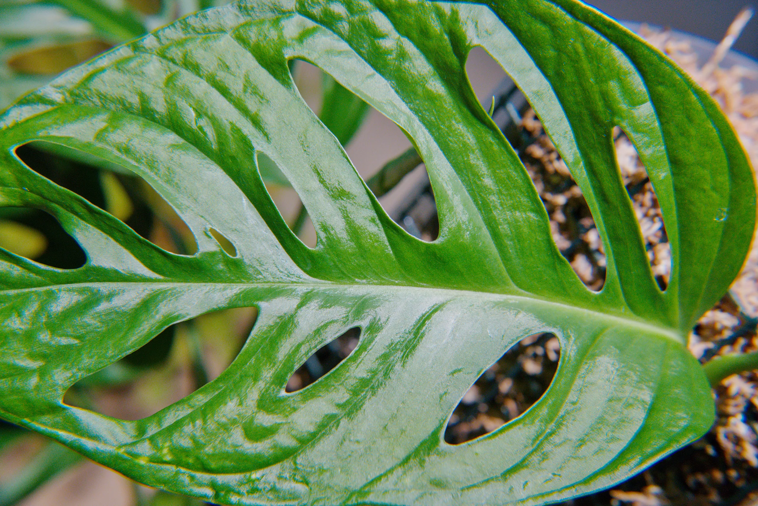A close crop across a Monstera adansonii leaf, the elongated holes and the veins between them filling the frame edge to edge.