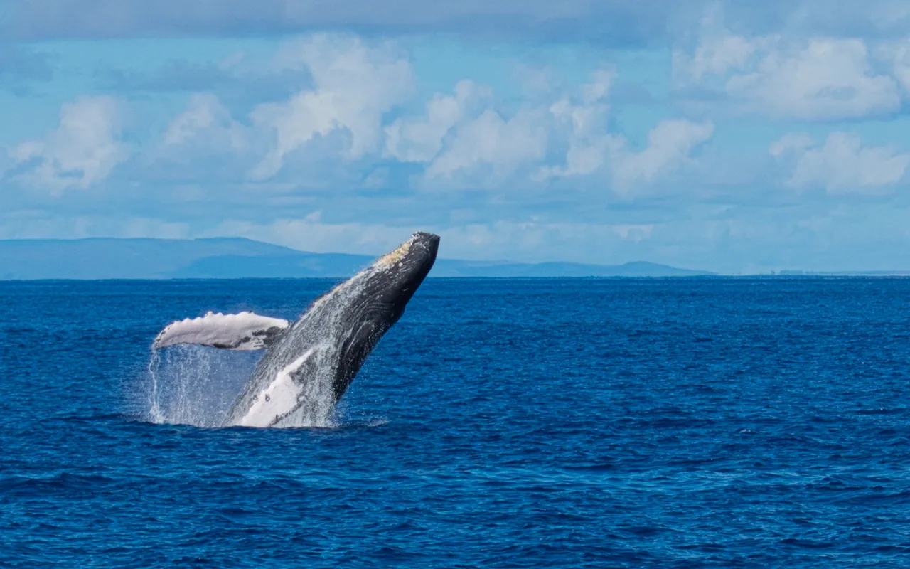 A humpback whale most of the way out of the water mid-breach, its long white flipper pressed against its side.