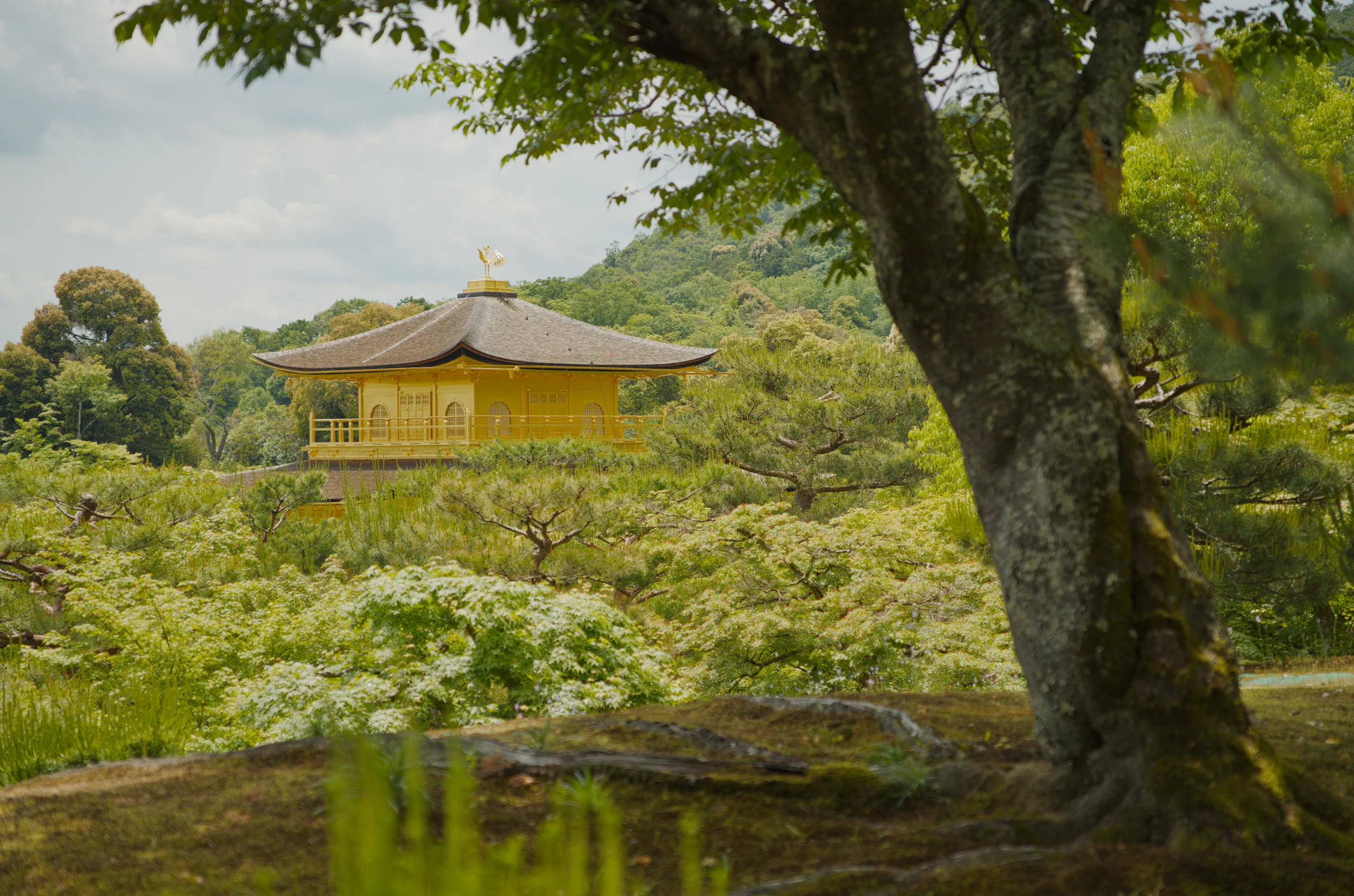 A golden pavilion sits among dense trees in a lush garden landscape.