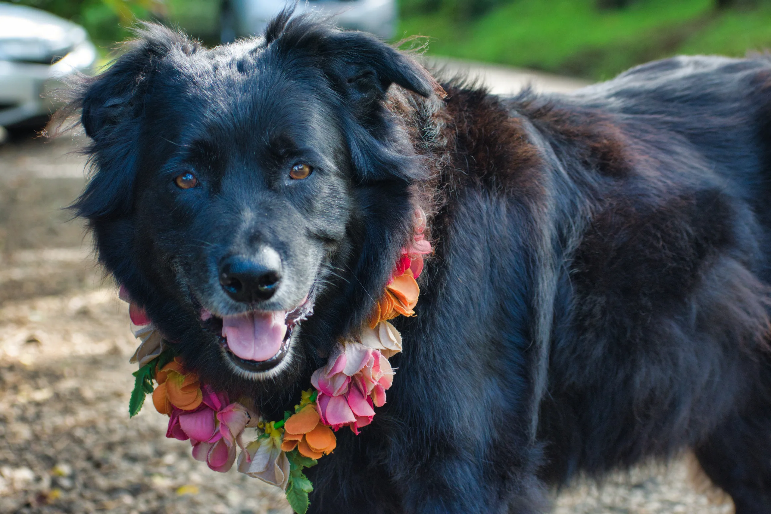 A black long-haired dog wearing a lei of pink and orange flowers, standing on a gravel track with its mouth open.