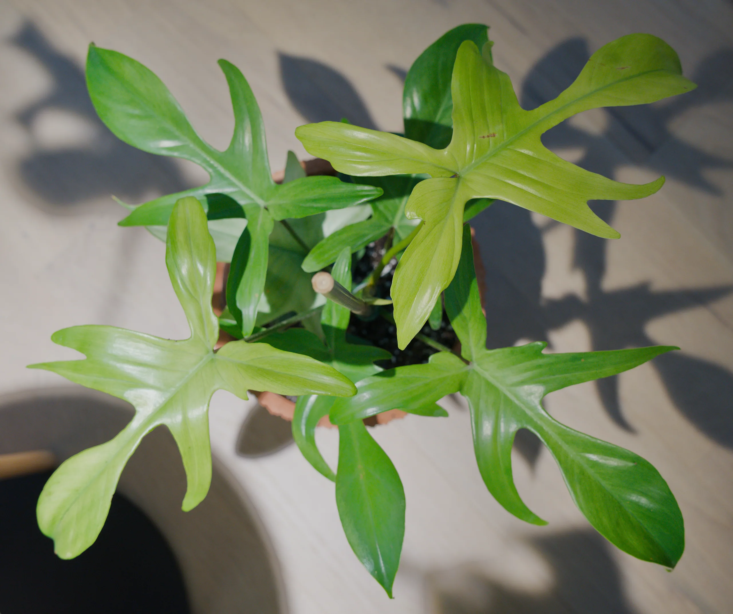 A young Philodendron 'Florida Ghost' seen from directly above, its five- and seven-lobed leaves radiating out over a terracotta pot on a pale deck, each casting a sharp shadow.