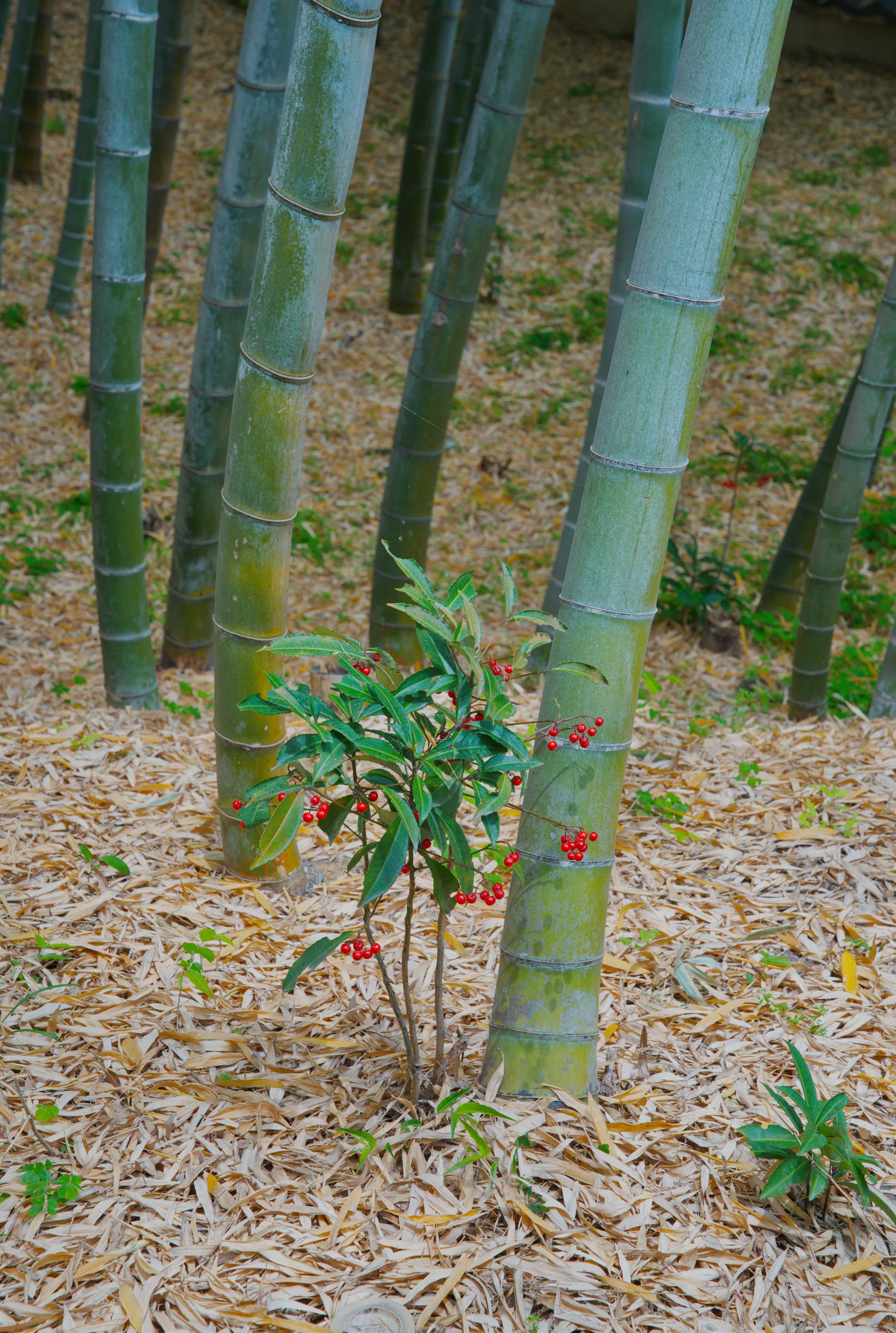 Young plants grow from mulch beneath tall bamboo culms.