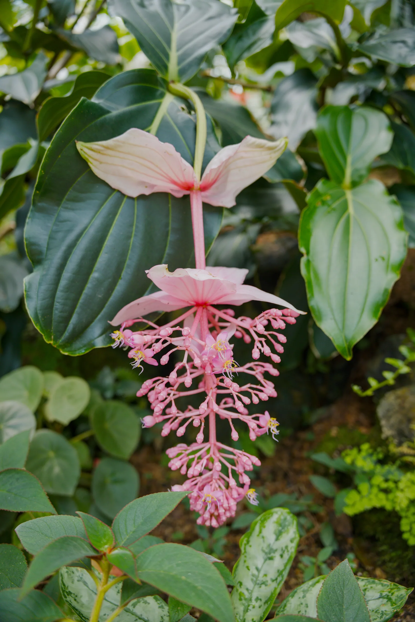 Drooping pink flower cluster hangs beneath large ribbed green leaves.
