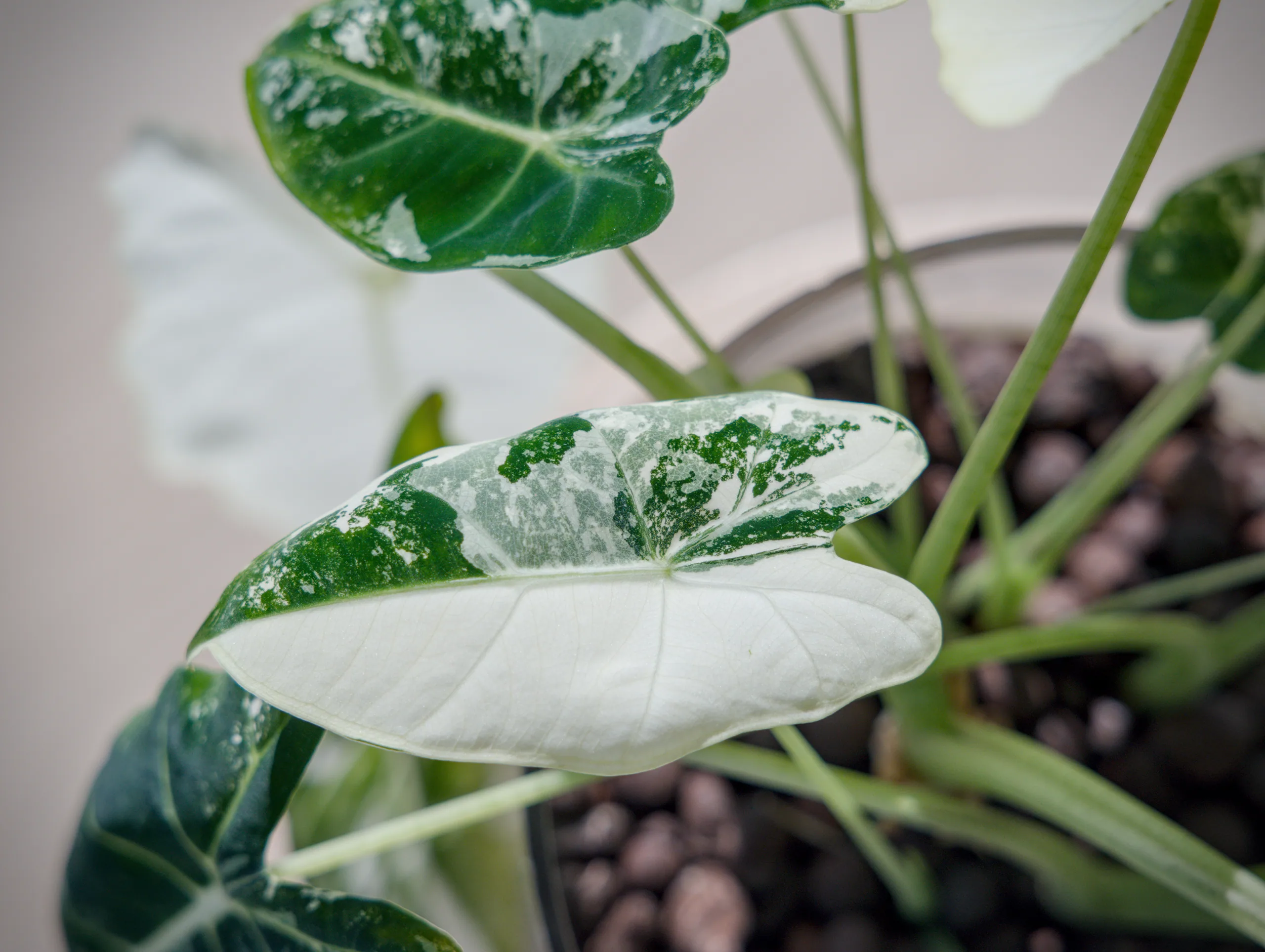 A Alocasia micholitziana 'Frydek' Variegata leaf split roughly along its length, the upper half dark green flecked with cream and the lower half solid white, over a glass pot of clay pebbles.