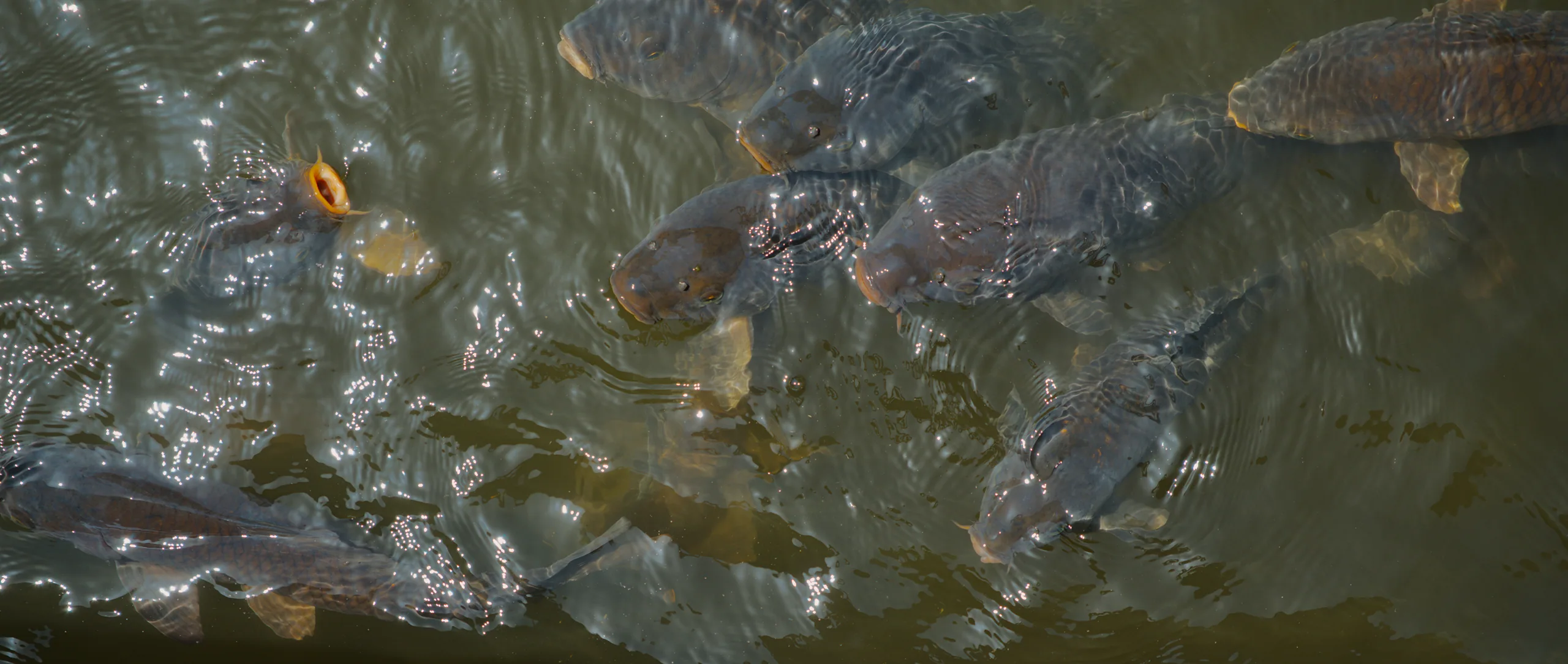 Large striped fish swimming in shallow water, viewed from above.