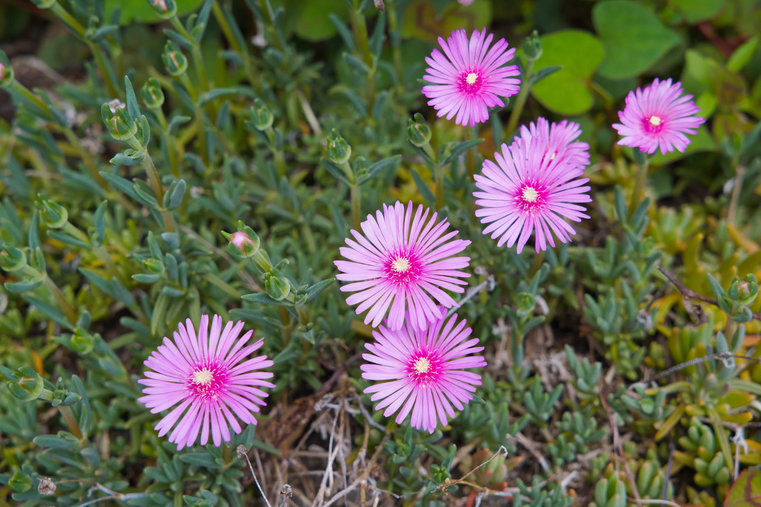 Bright magenta flowers bloom among gray-green foliage.