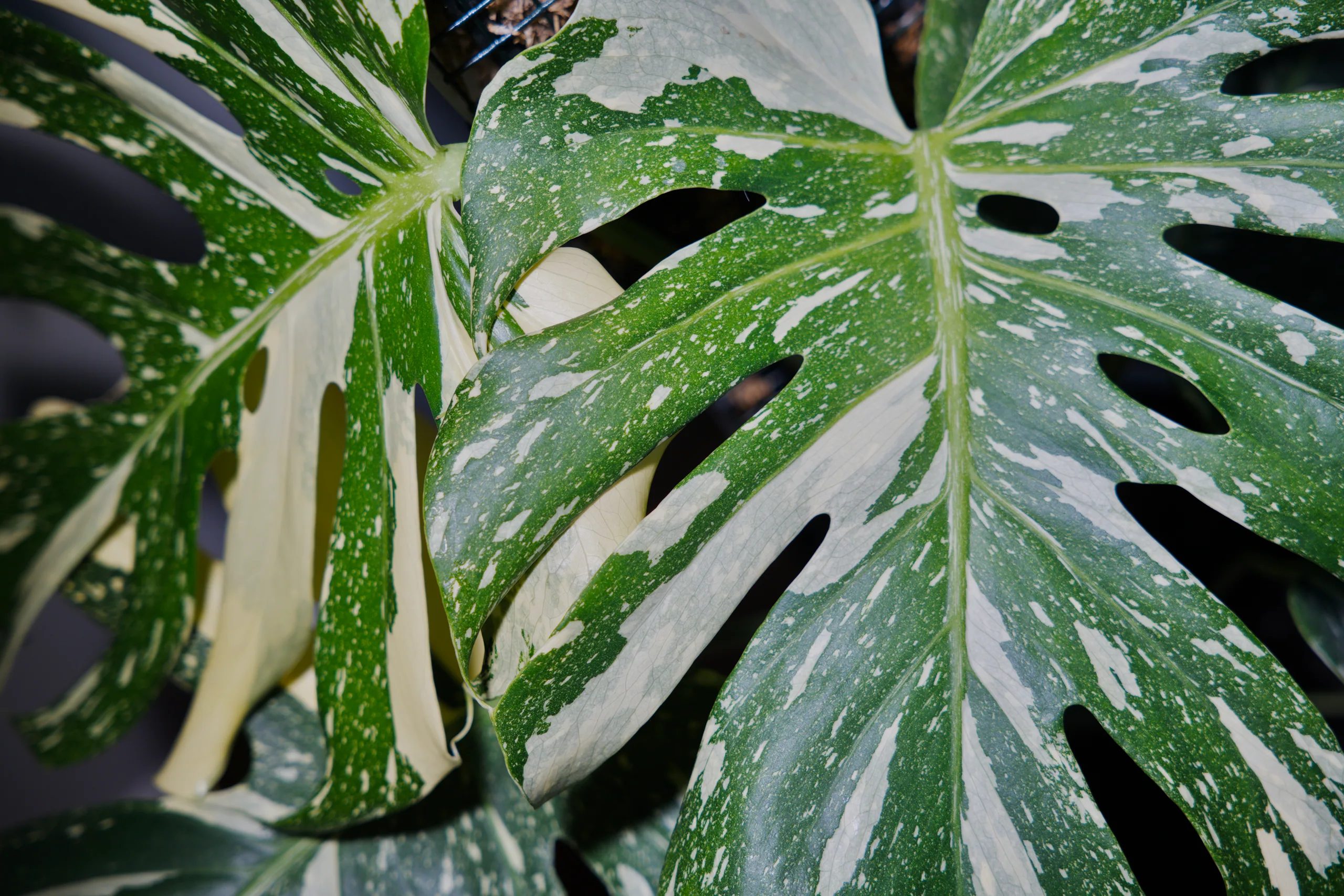 A Monstera 'Thai Constellation' leaf speckled and streaked cream over green, its holes cut along either side of the midrib.