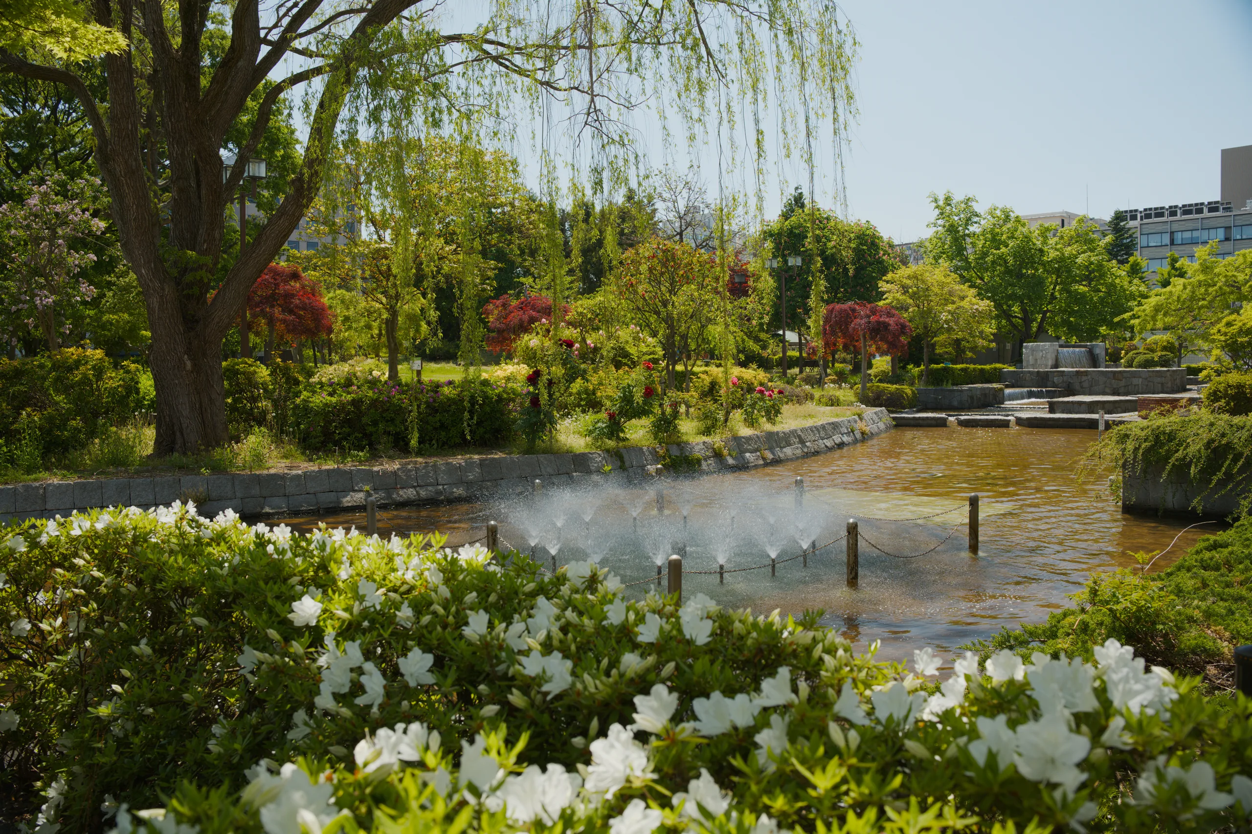 A weeping willow leans over a river bordered by landscaped gardens and green trees.