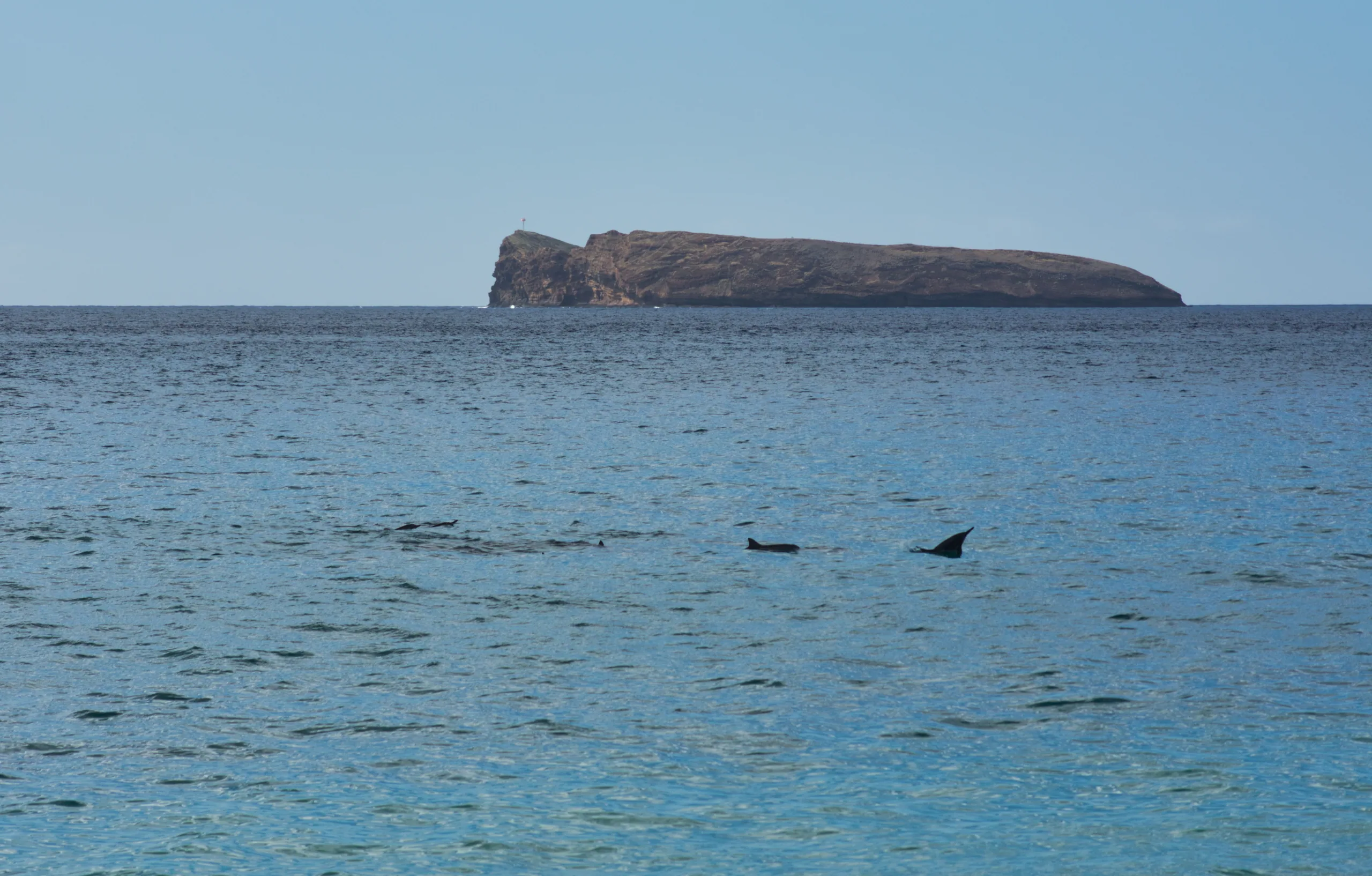 The flat-topped crescent of Molokini crater sitting on the horizon, with dolphin fins breaking the calm water in the foreground.