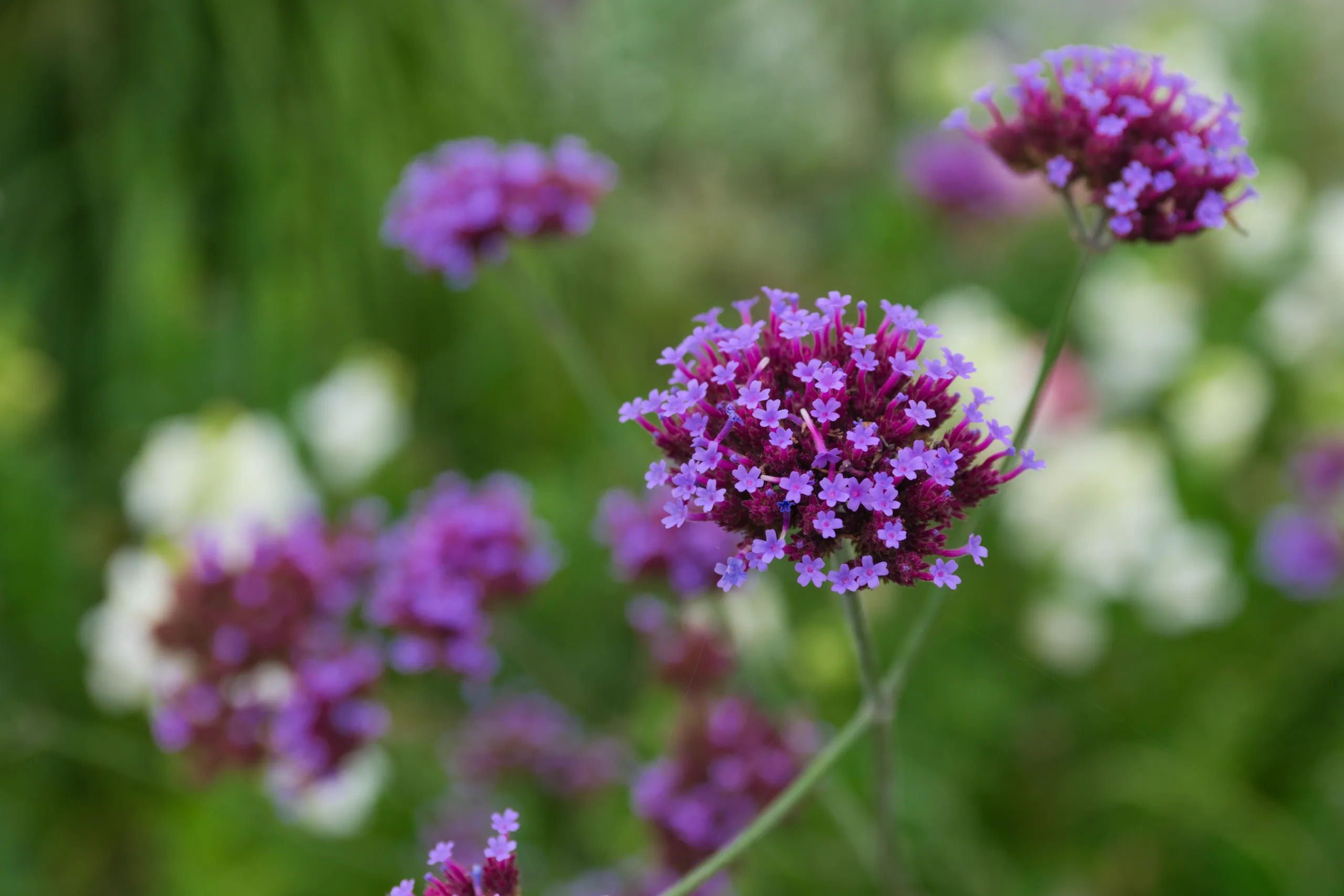 Clusters of small purple verbena flowers in close focus against a soft green background.