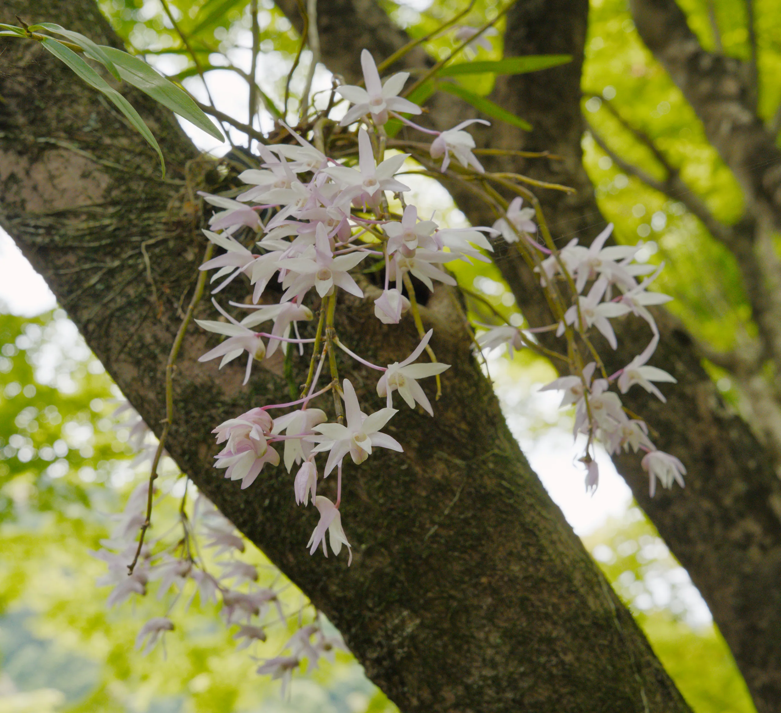 White and pale pink flowers bloom along branches laden with bright green foliage.