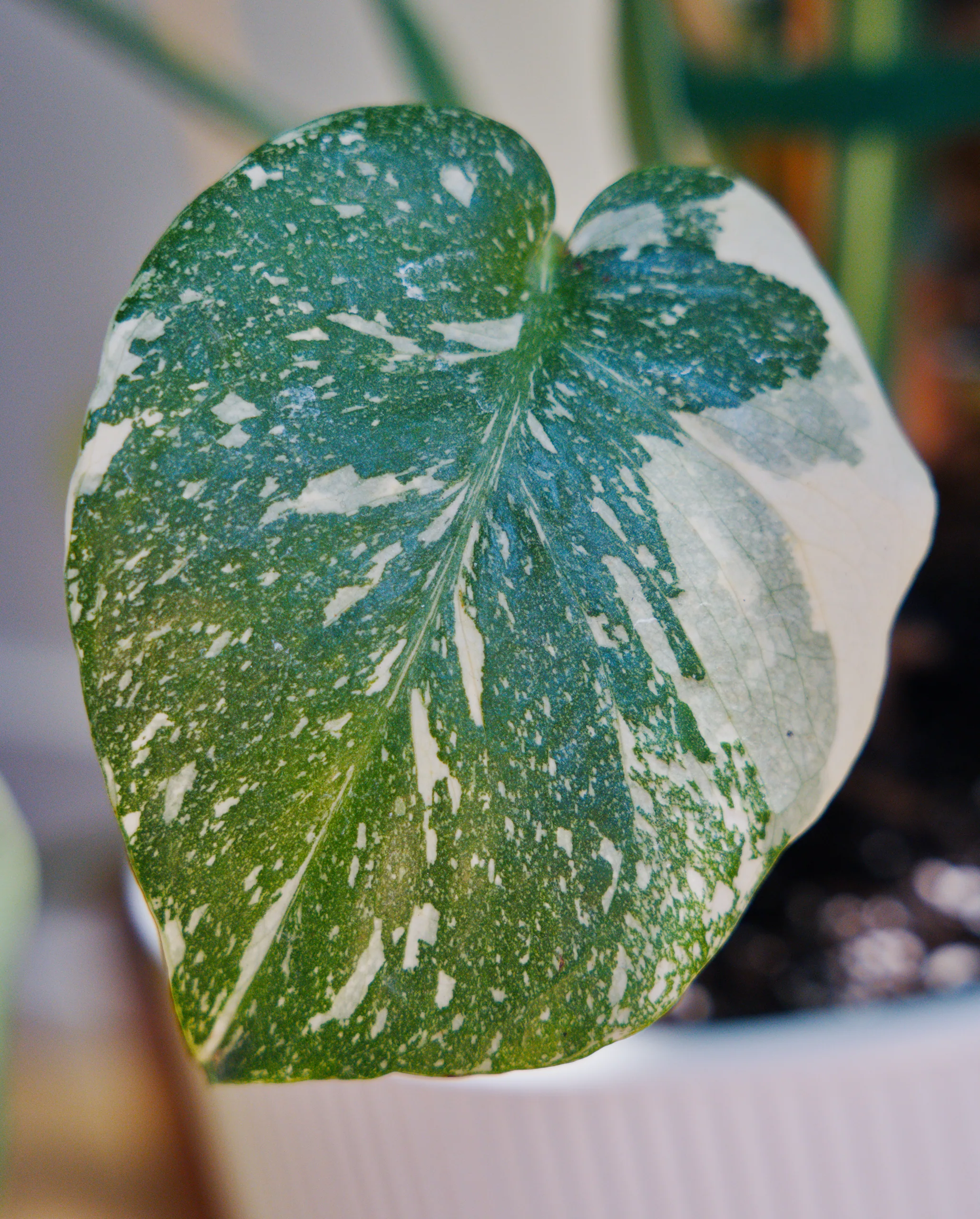 A young unfenestrated Thai Constellation leaf, rounded and heavily speckled cream, held against a pale background.