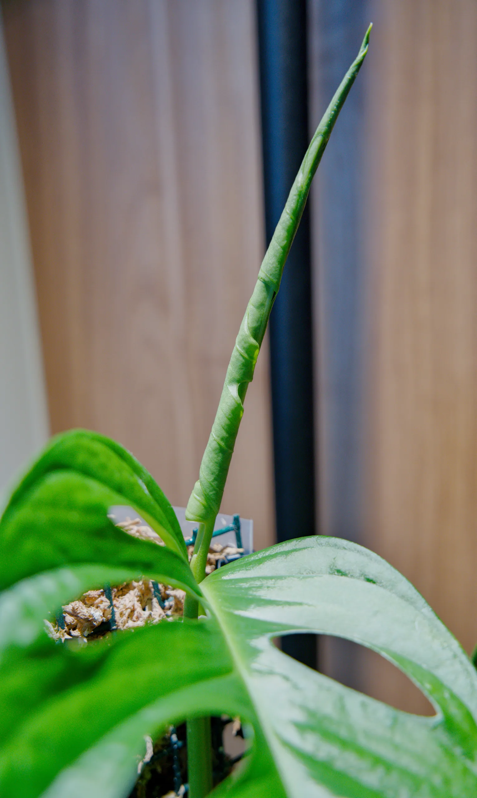 A new Monstera adansonii leaf still rolled into a tight spear, standing vertically above the open leaf below it, its spiral seam clearly visible.