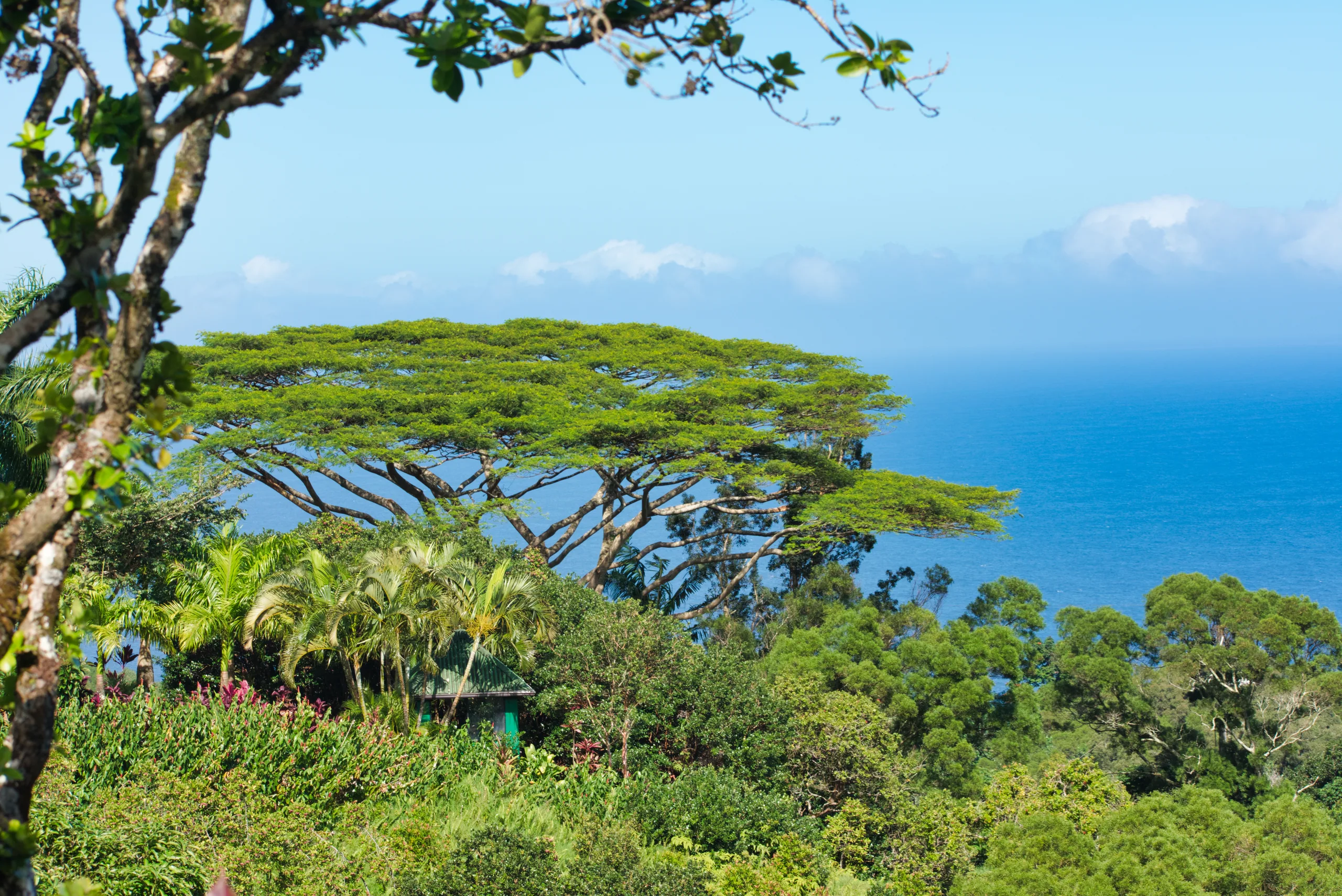 A broad flat-topped monkeypod tree seen from above a garden of palms and shrubs, the blue ocean stretching out behind it.
