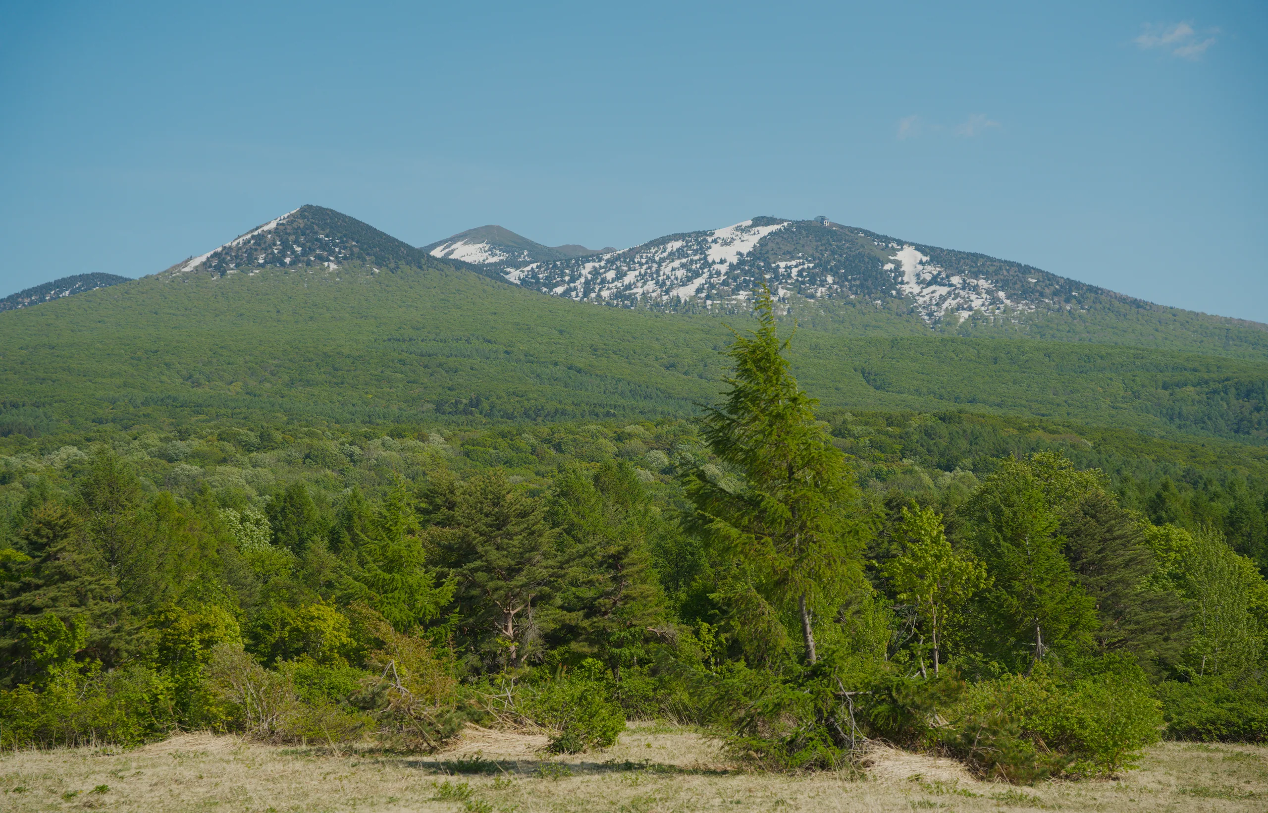 Snow-capped mountains rise above a dense coniferous forest under clear blue sky.