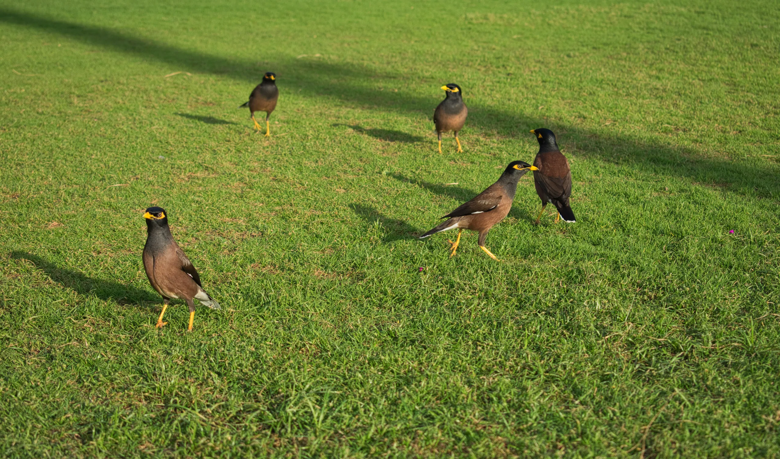 Five myna birds standing on a bright green lawn in low sunlight.