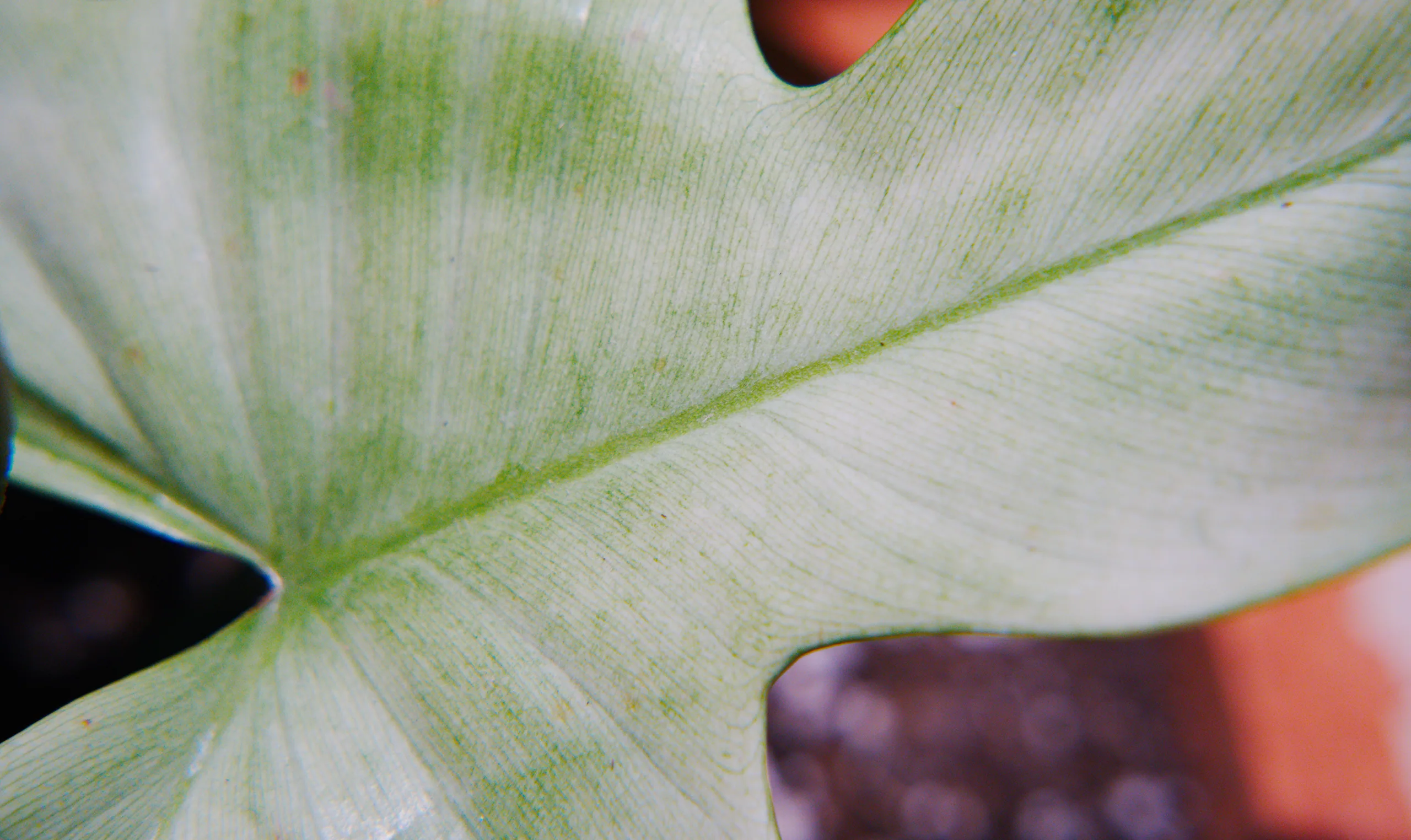 A tight crop of a newly emerged Philodendron 'Florida Ghost' leaf, almost entirely white with only a faint green wash along the midrib and the finest green veining across the blade.