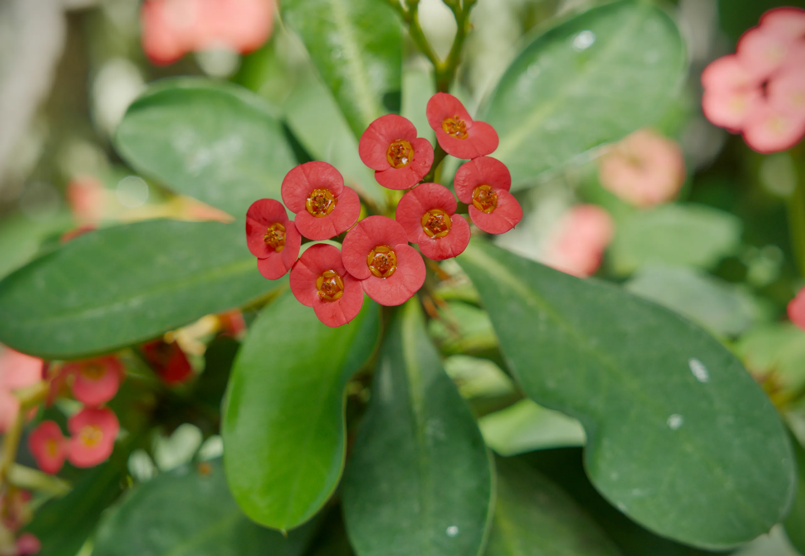 A cluster of small coral-red flowers with yellow stamens surrounded by green leaves.