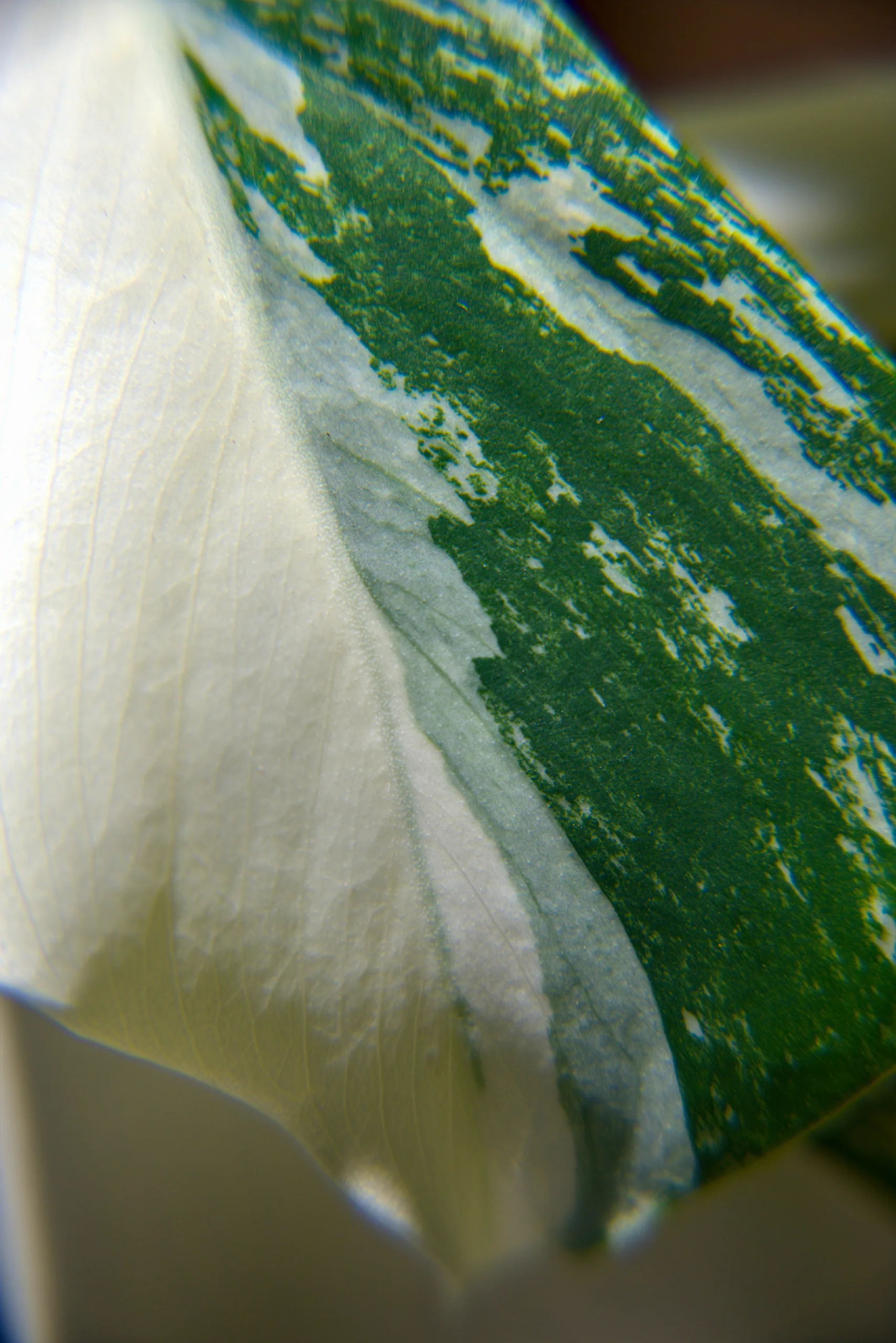 A focus-stacked close view of a Monstera albo leaf where cream and dark green meet, the boundary running raggedly across the blade.
