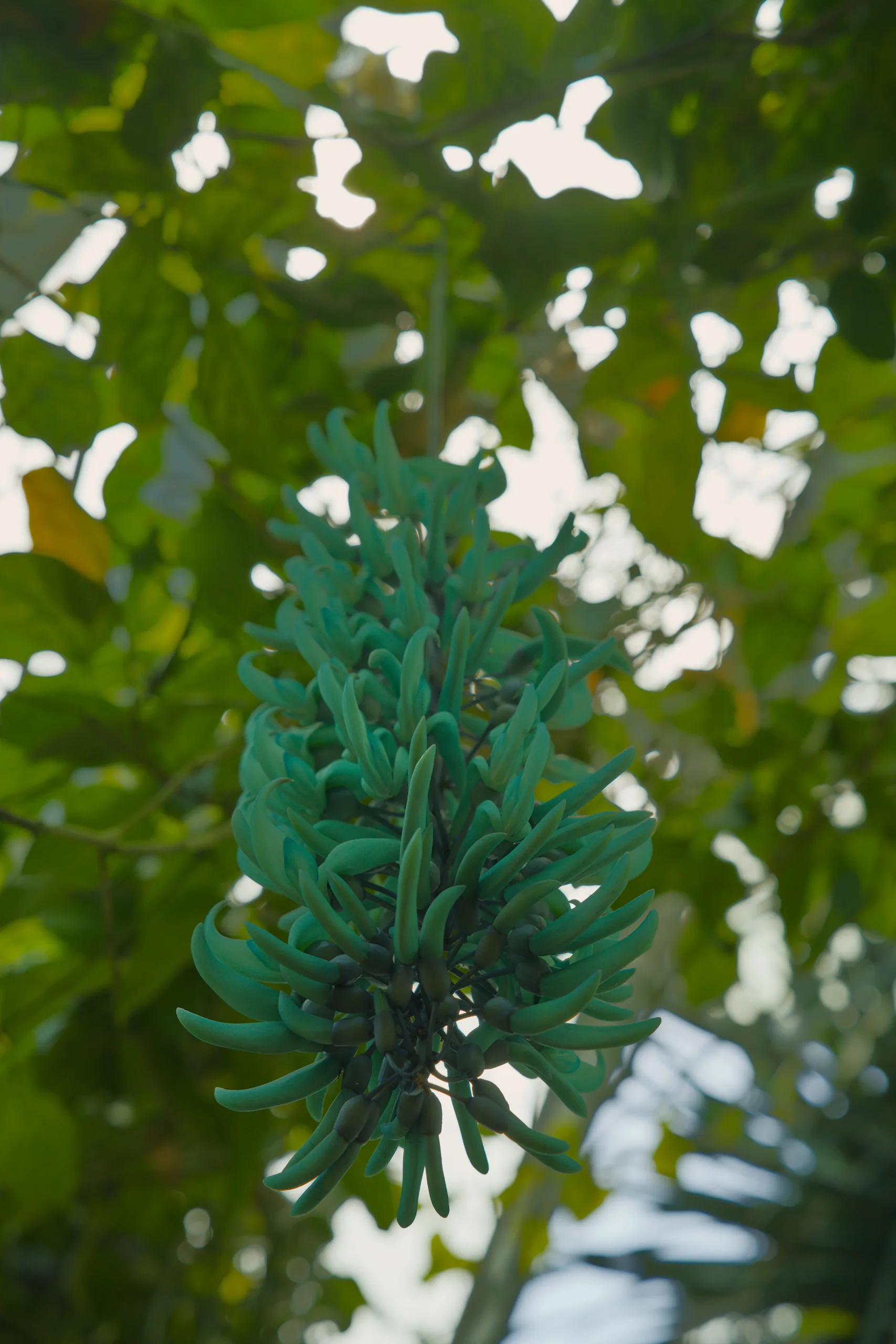 A shrub with blue-green foliage covered in small white flowers.
