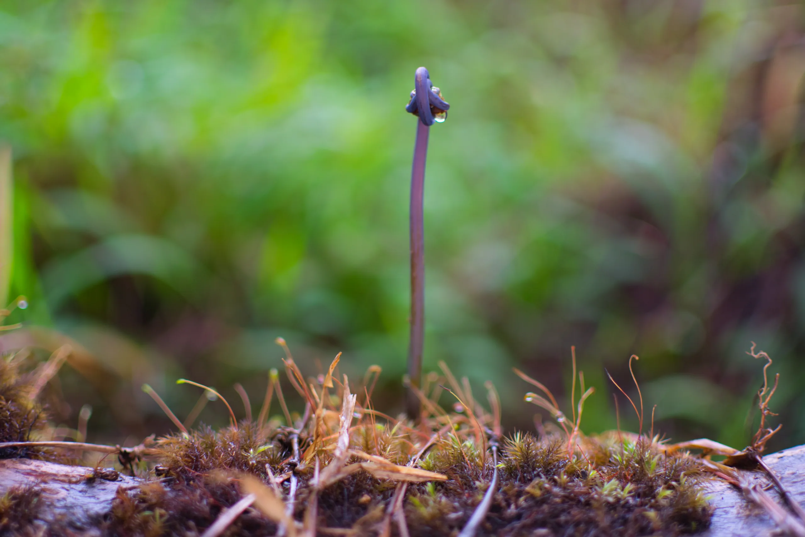 A single tiny fungus on a slender stalk rising from mossy debris, shot close with the background thrown out of focus.