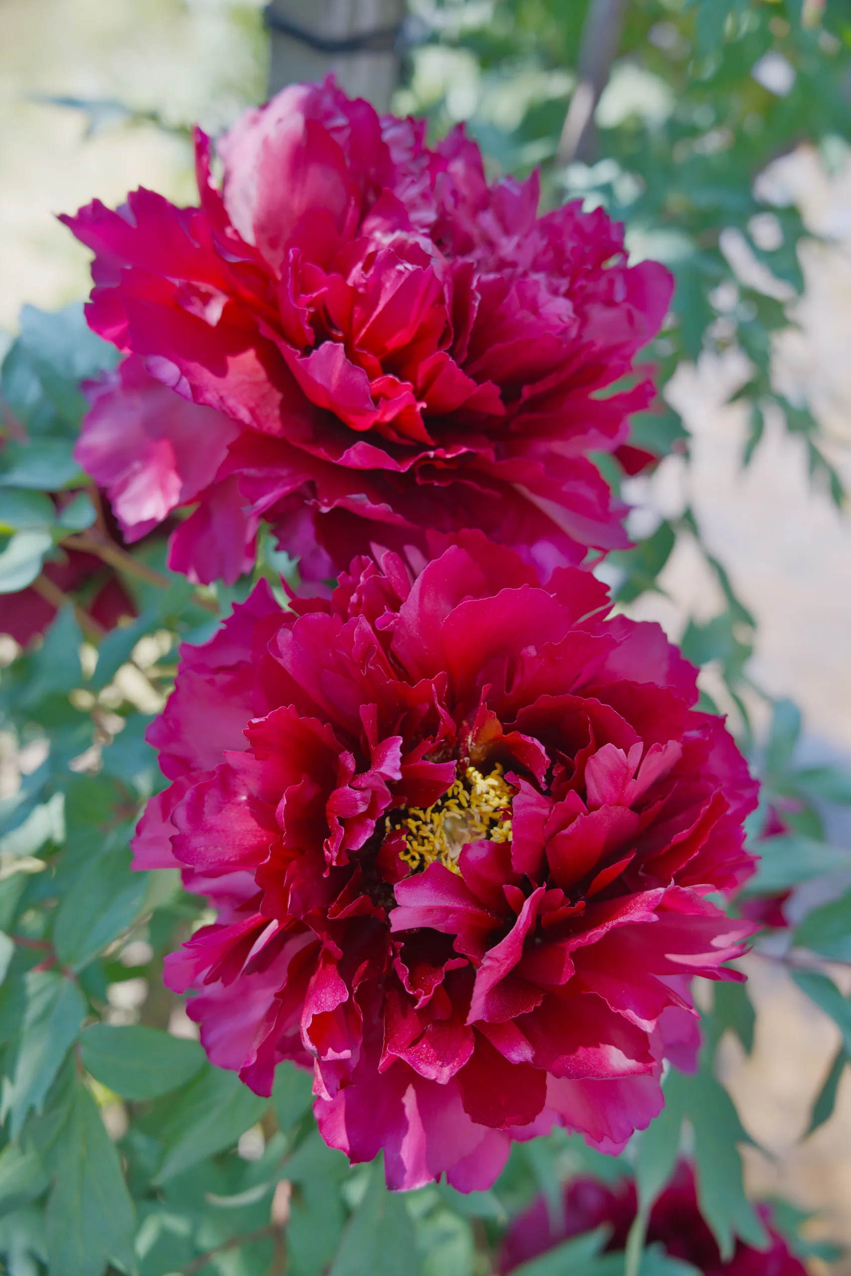 Multiple magenta peonies with densely layered petals fill the frame.
