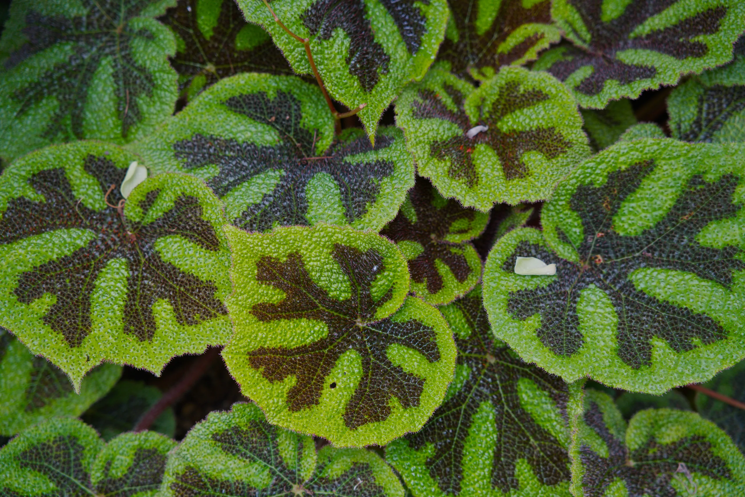 Overlapping variegated leaves with bright lime-green edges and dark burgundy centers.